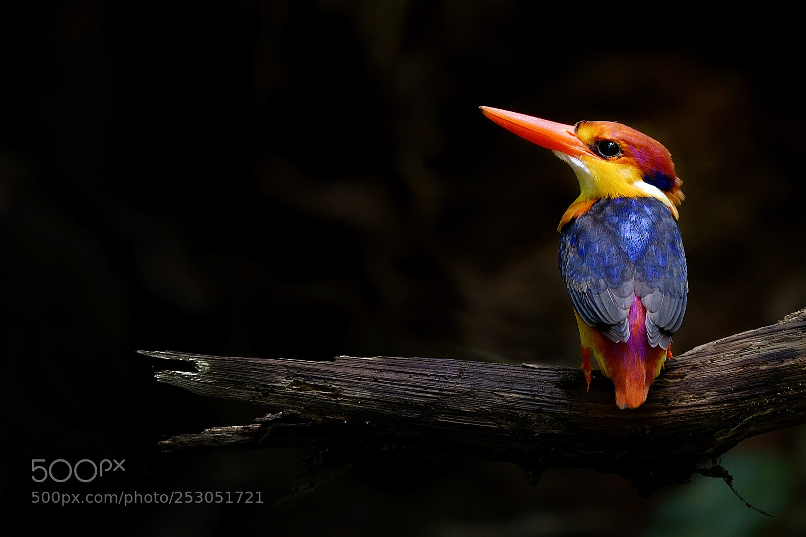 Nikon Df sample photo. Oriental dwarf kingfisher photography