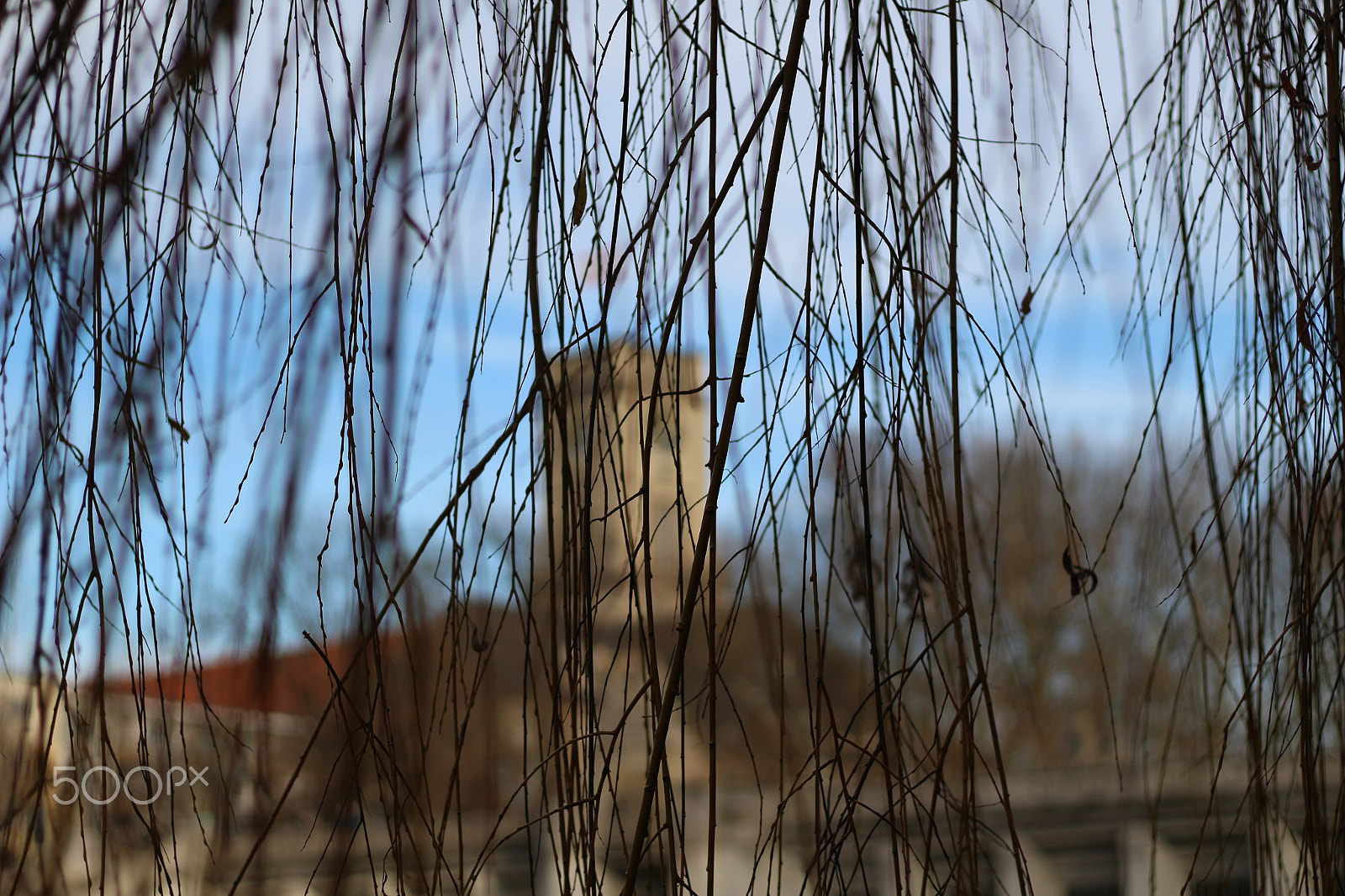 Canon EOS 100D (EOS Rebel SL1 / EOS Kiss X7) + Canon EF 50mm F1.8 STM sample photo. Somehow focused on the branches photography