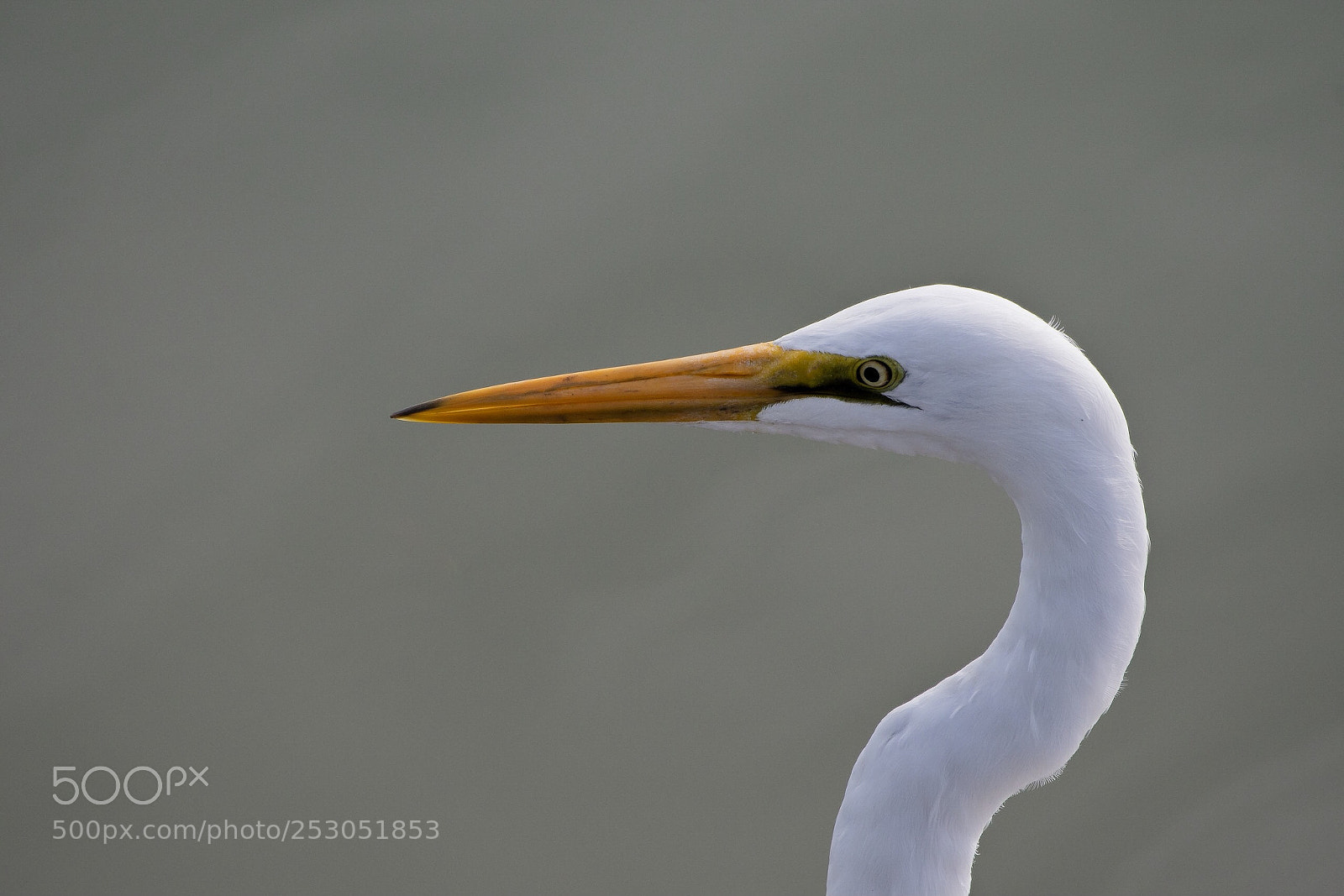 Nikon D500 sample photo. White heron kotuku ardea photography