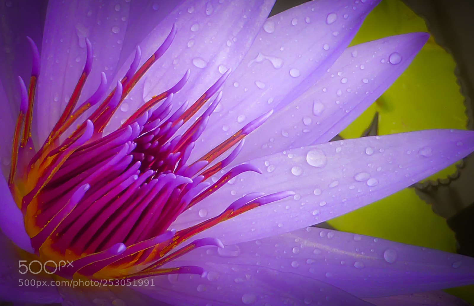 Panasonic Lumix DMC-ZS30 (Lumix DMC-TZ40) sample photo. Rain beauty photography