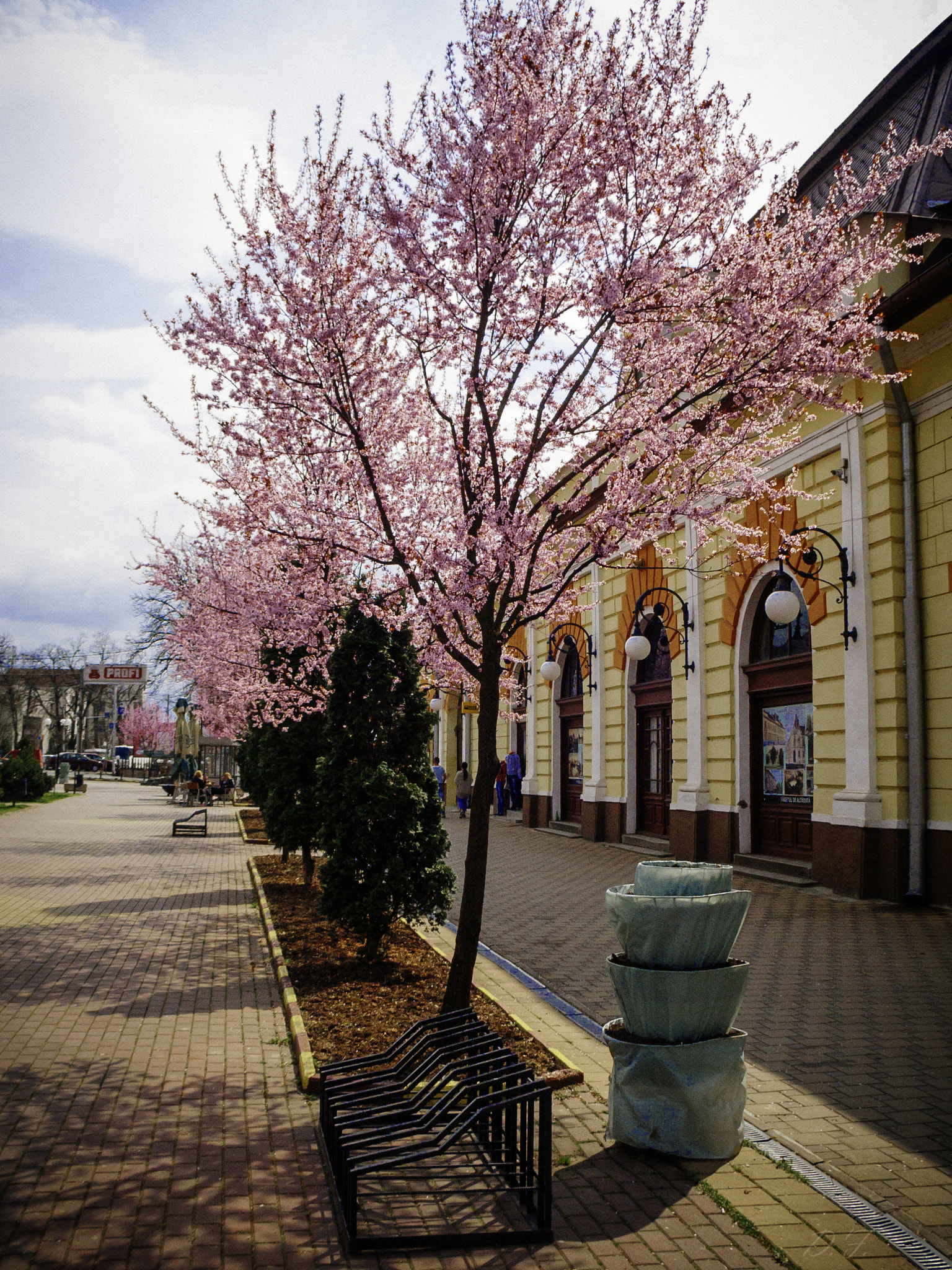 Canon POWERSHOT G6 sample photo. Spring trees photography