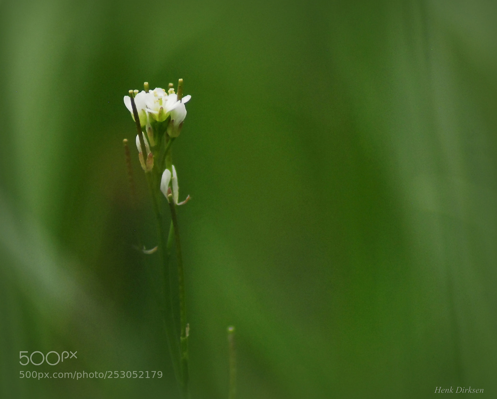 Nikon D200 sample photo. Green and white photography
