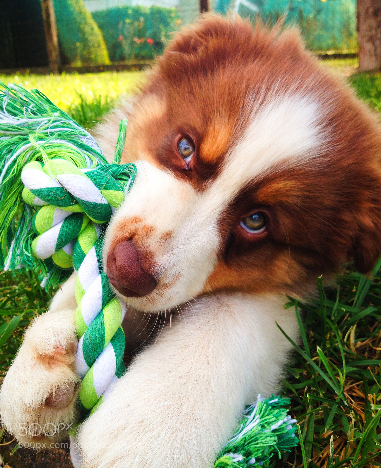 Apple iPhone 4S sample photo. Dog chewing photography