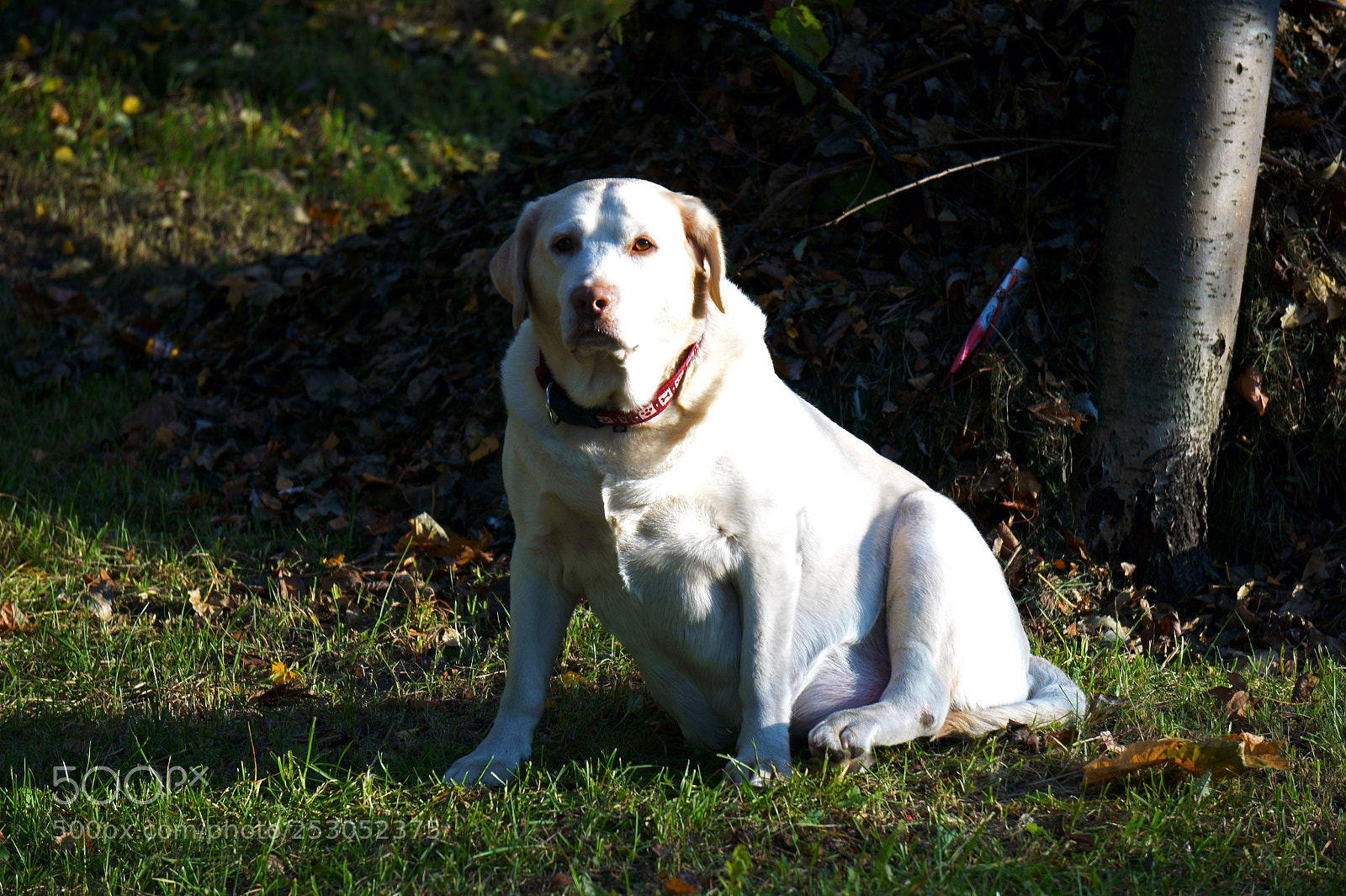 Sony Alpha a5000 (ILCE 5000) sample photo. Dsc photography