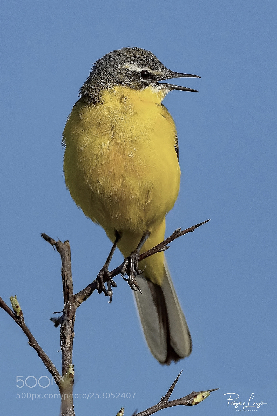 Olympus OM-D E-M1 Mark II sample photo. Yellow wagtail photography