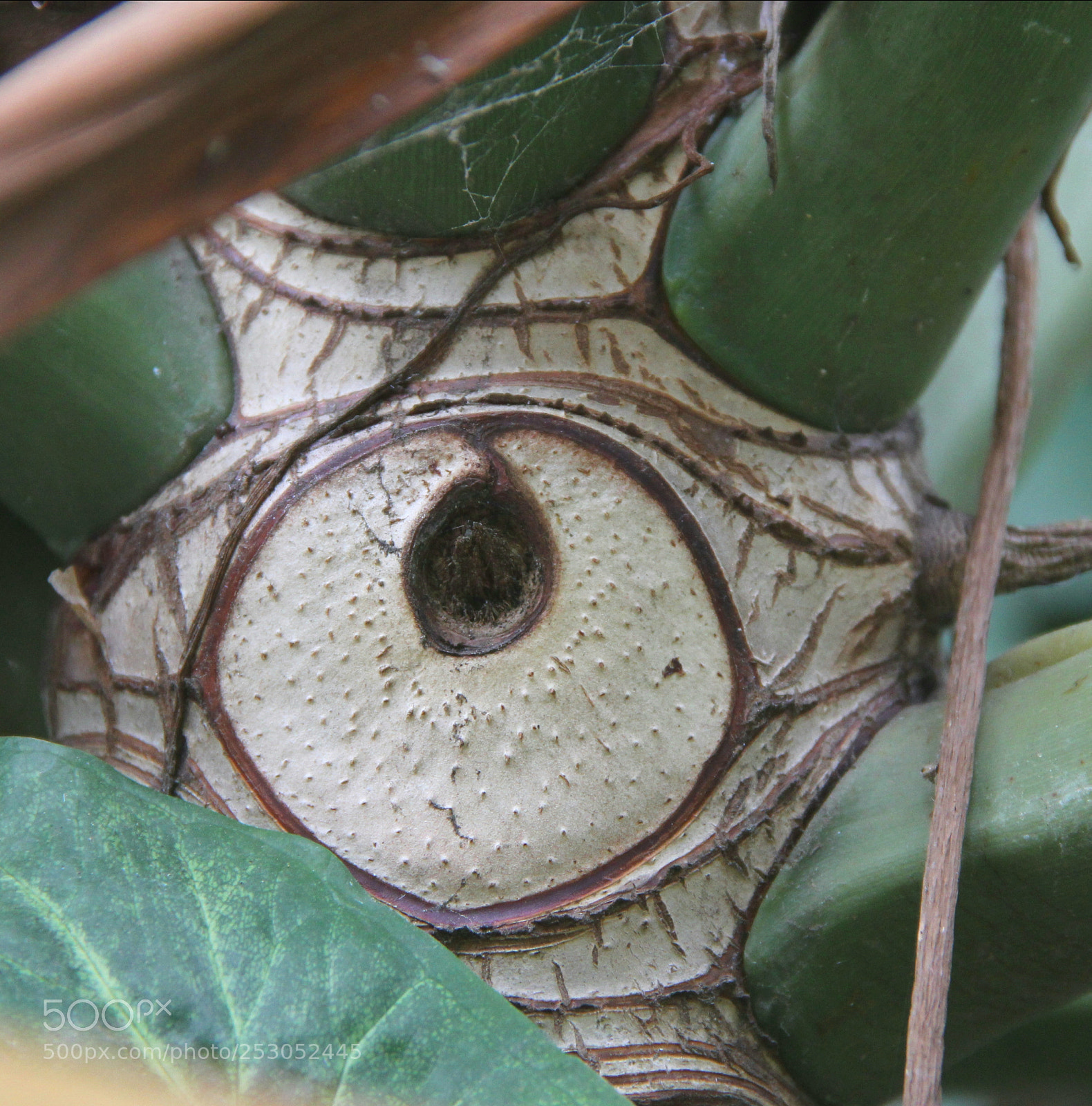 Canon EOS 60D sample photo. An eye...within an eye...that's photography