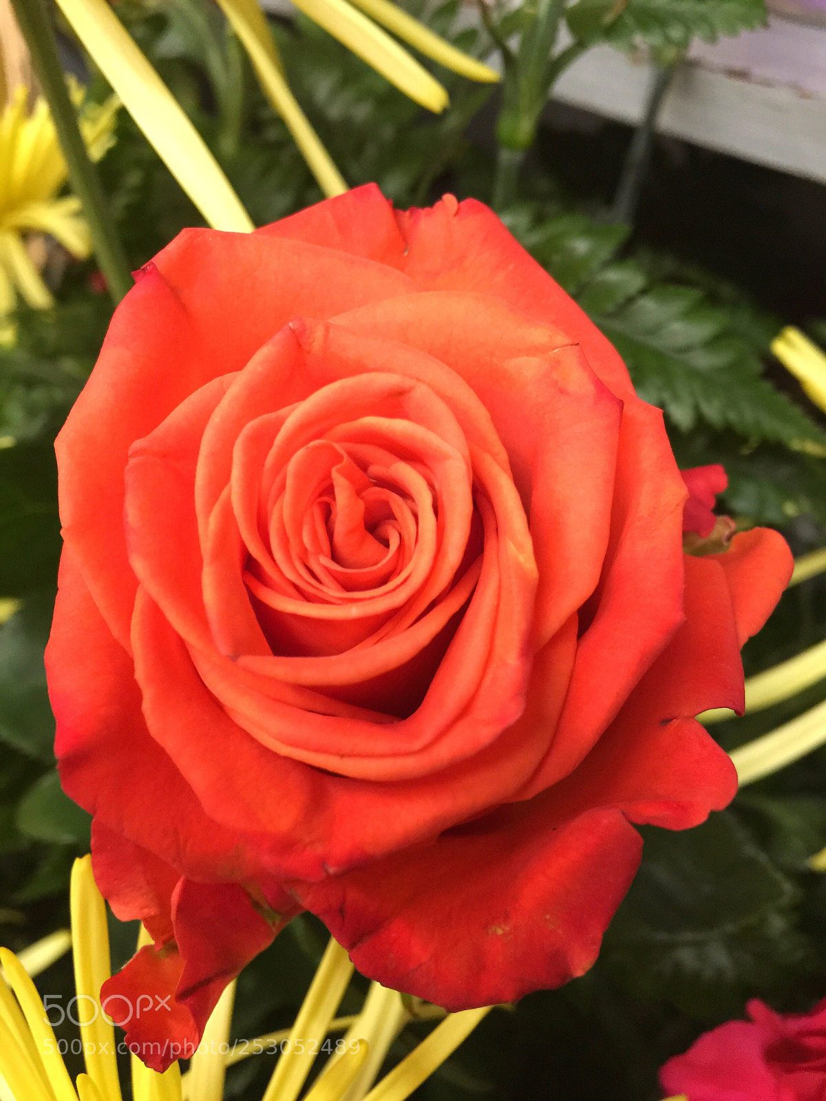 Apple iPhone 6 Plus sample photo. Today’s flower ?  photography