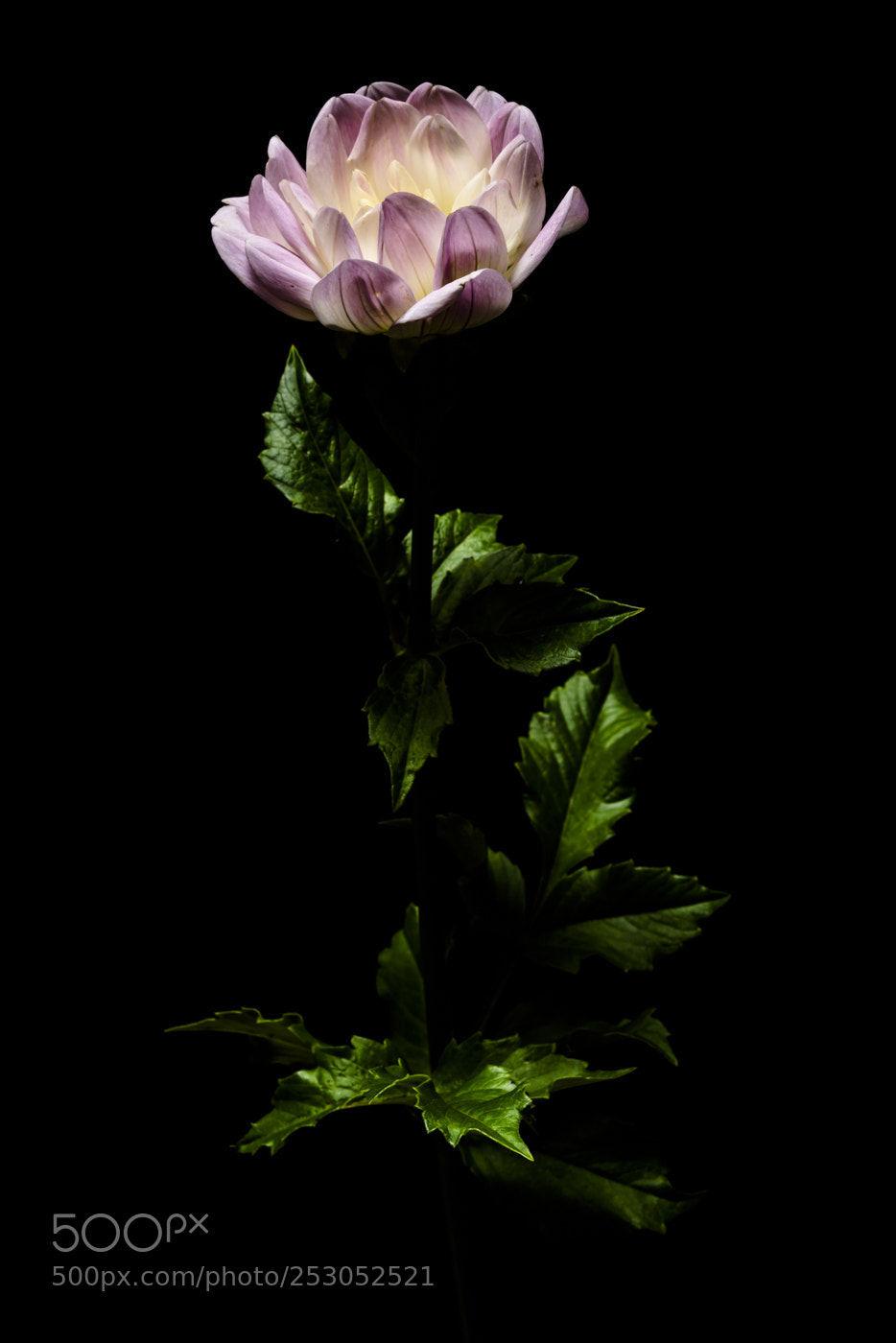 Nikon D800E sample photo. 煩鏡 photography