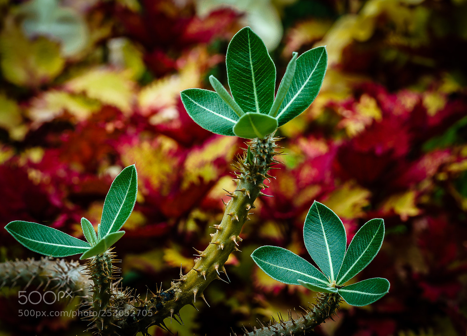 Sony a7R II sample photo. Crown of thorns photography