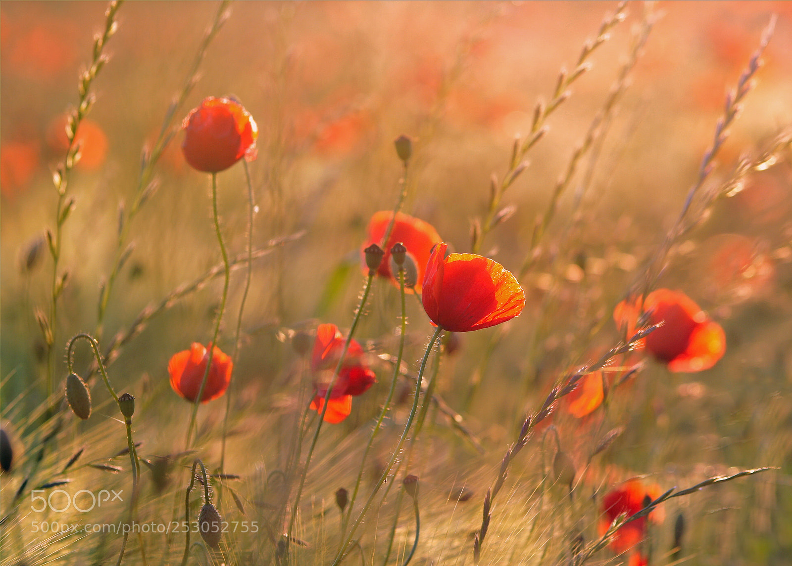 Sony Alpha DSLR-A580 sample photo. Red poppy photography