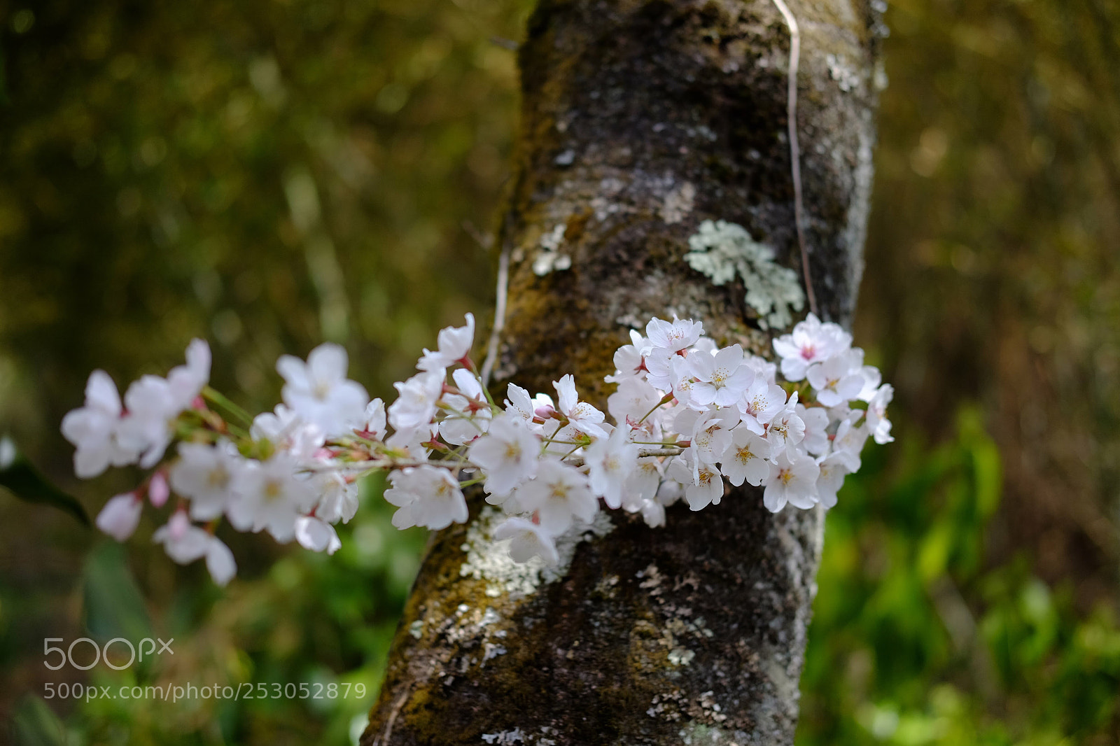Fujifilm X-T10 sample photo. Untitled photography