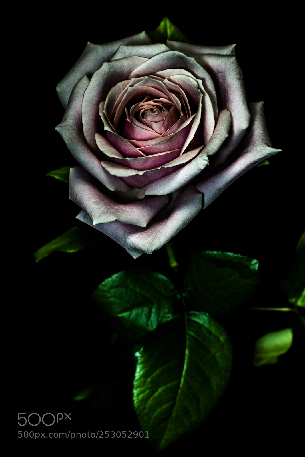 Nikon D800E sample photo. 滲傷 photography