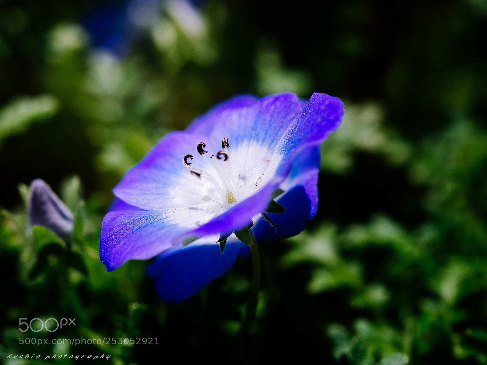 Olympus OM-D E-M1 Mark II sample photo. Nemophila photography