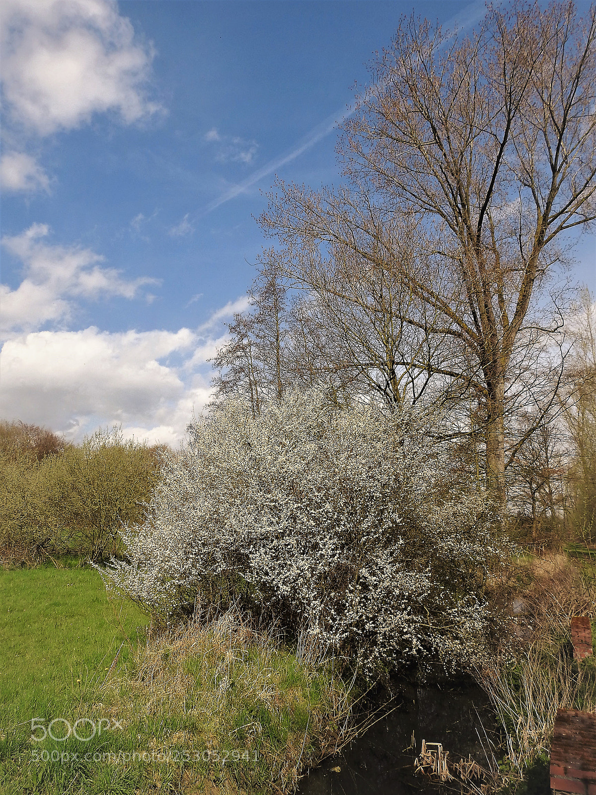 Nikon Coolpix P900 sample photo. Springtime photography