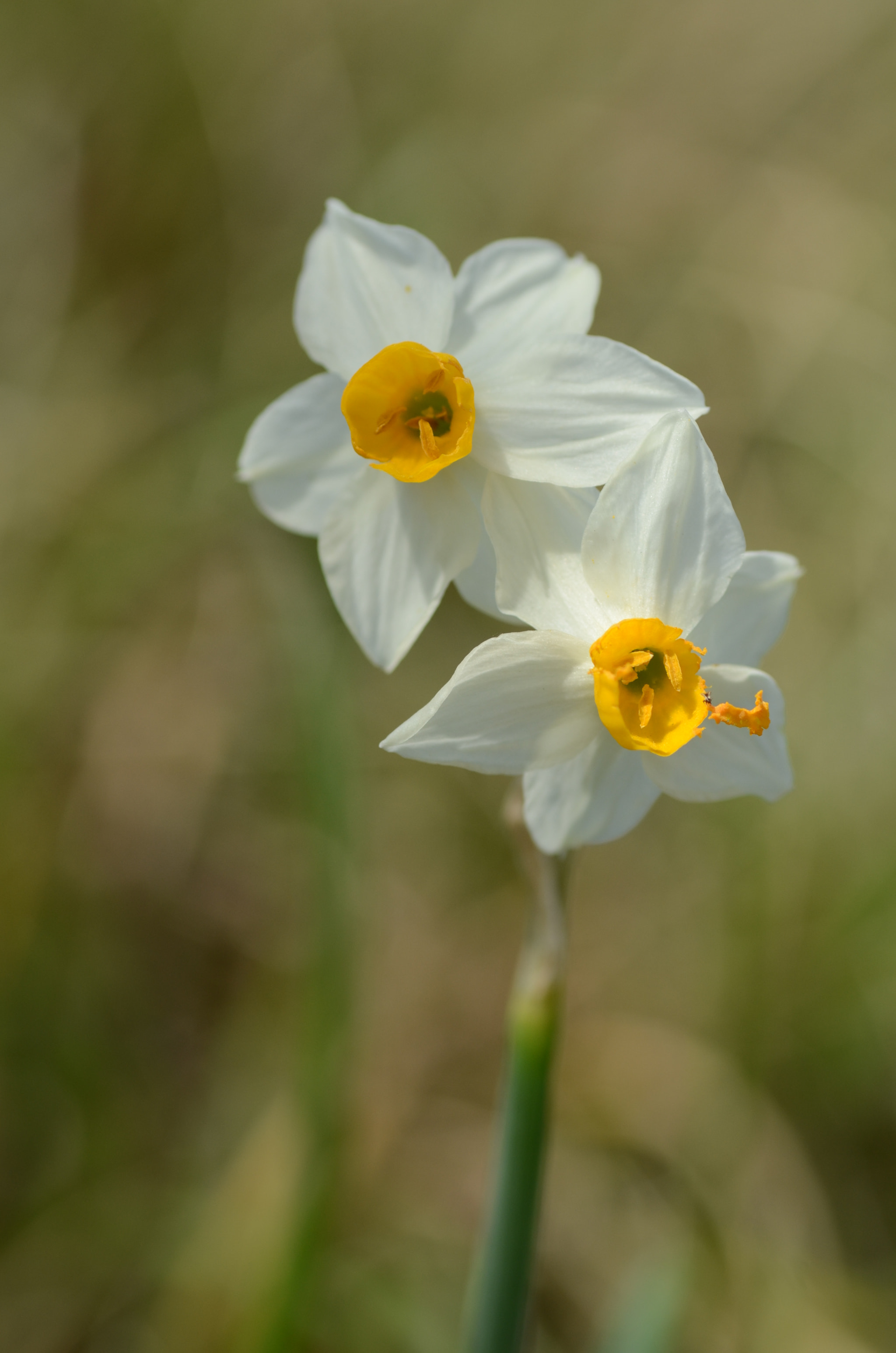 Nikon D7000 sample photo. Narcissus tazetta photography