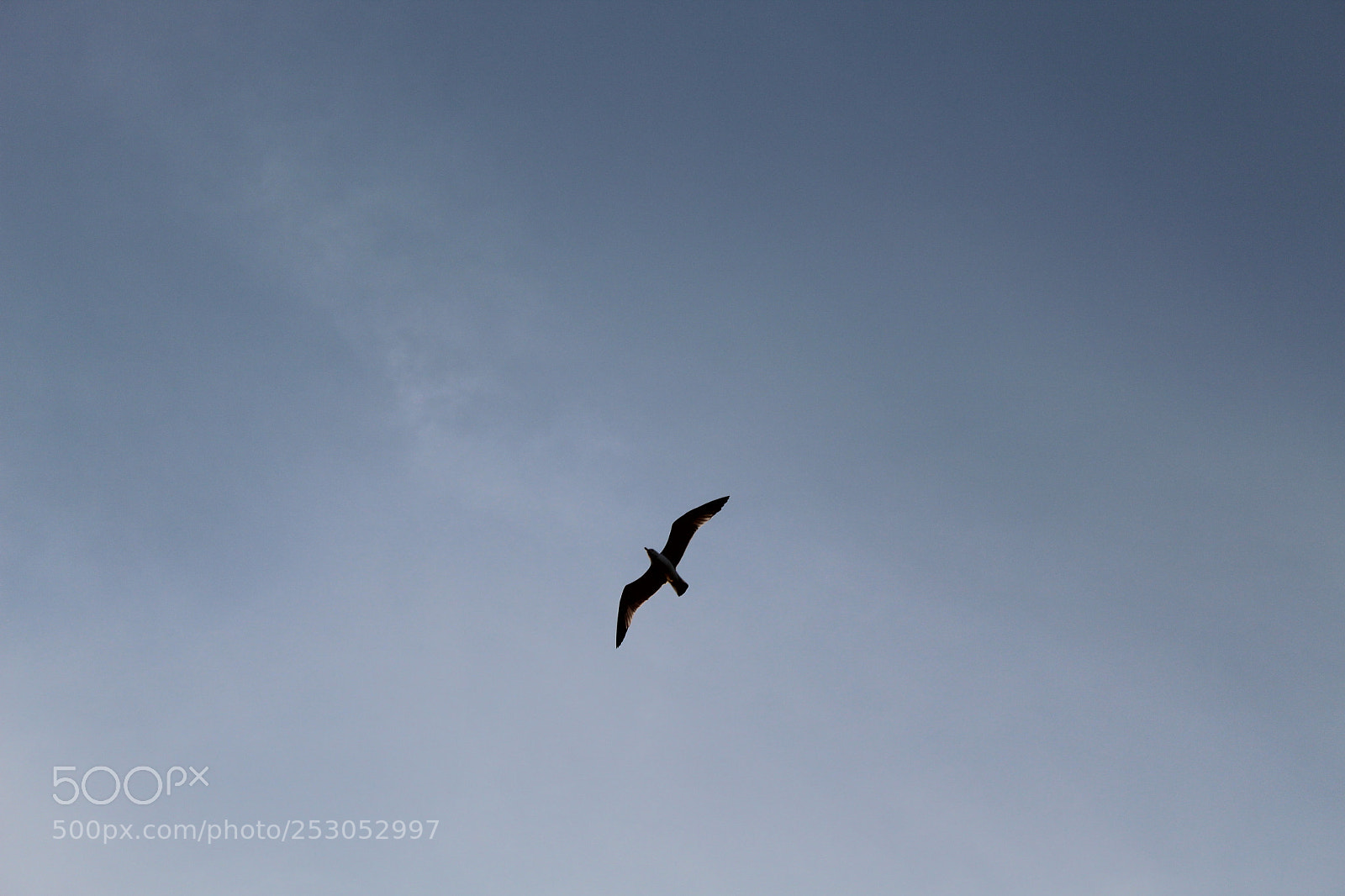 Canon EOS 1300D (EOS Rebel T6 / EOS Kiss X80) sample photo. Flying off photography