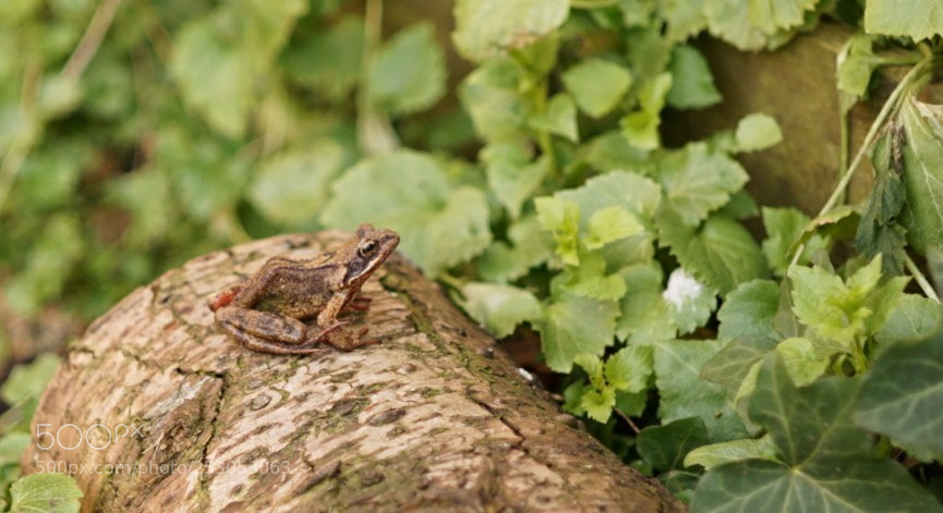 Sony a6000 sample photo. Frog on a log photography
