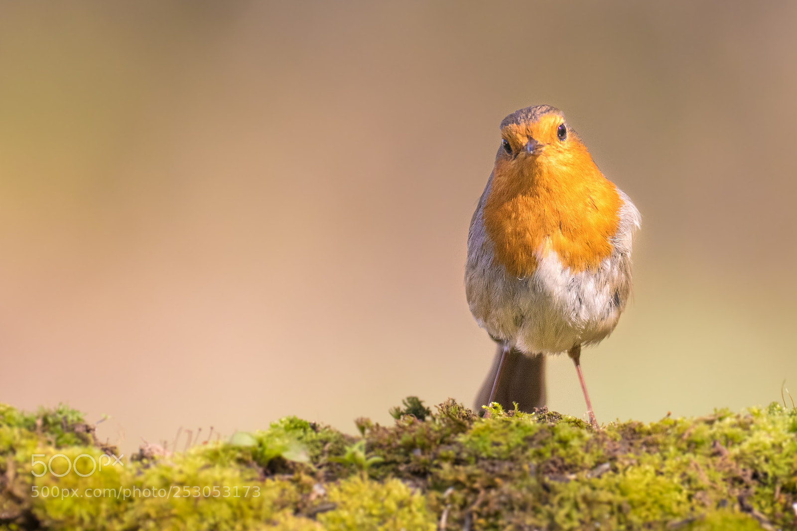 Canon EOS 80D sample photo. European robin photography