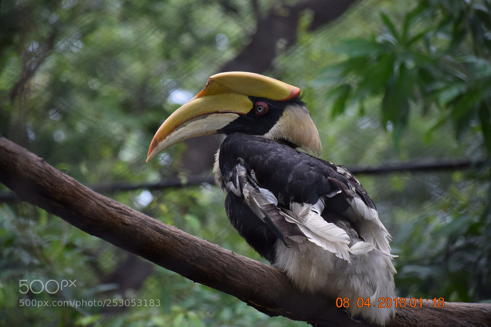 Nikon D3300 sample photo. Hornbill photography