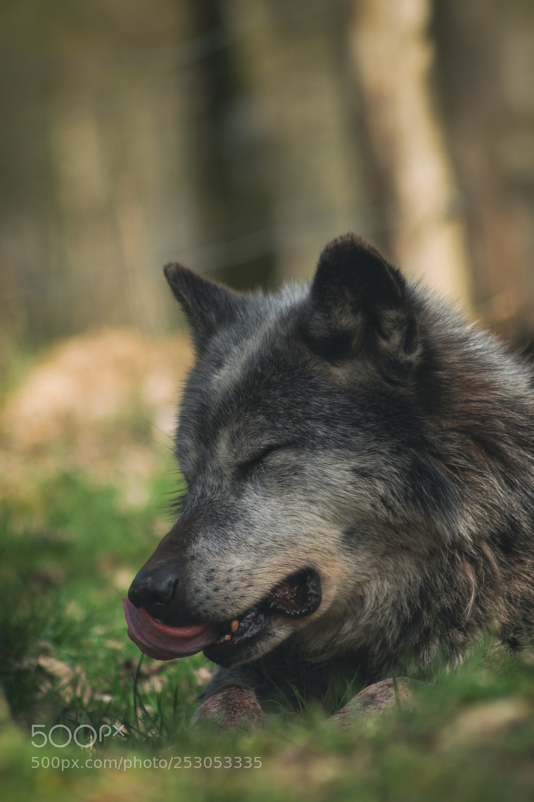 Nikon D5500 sample photo. Loup noir photography