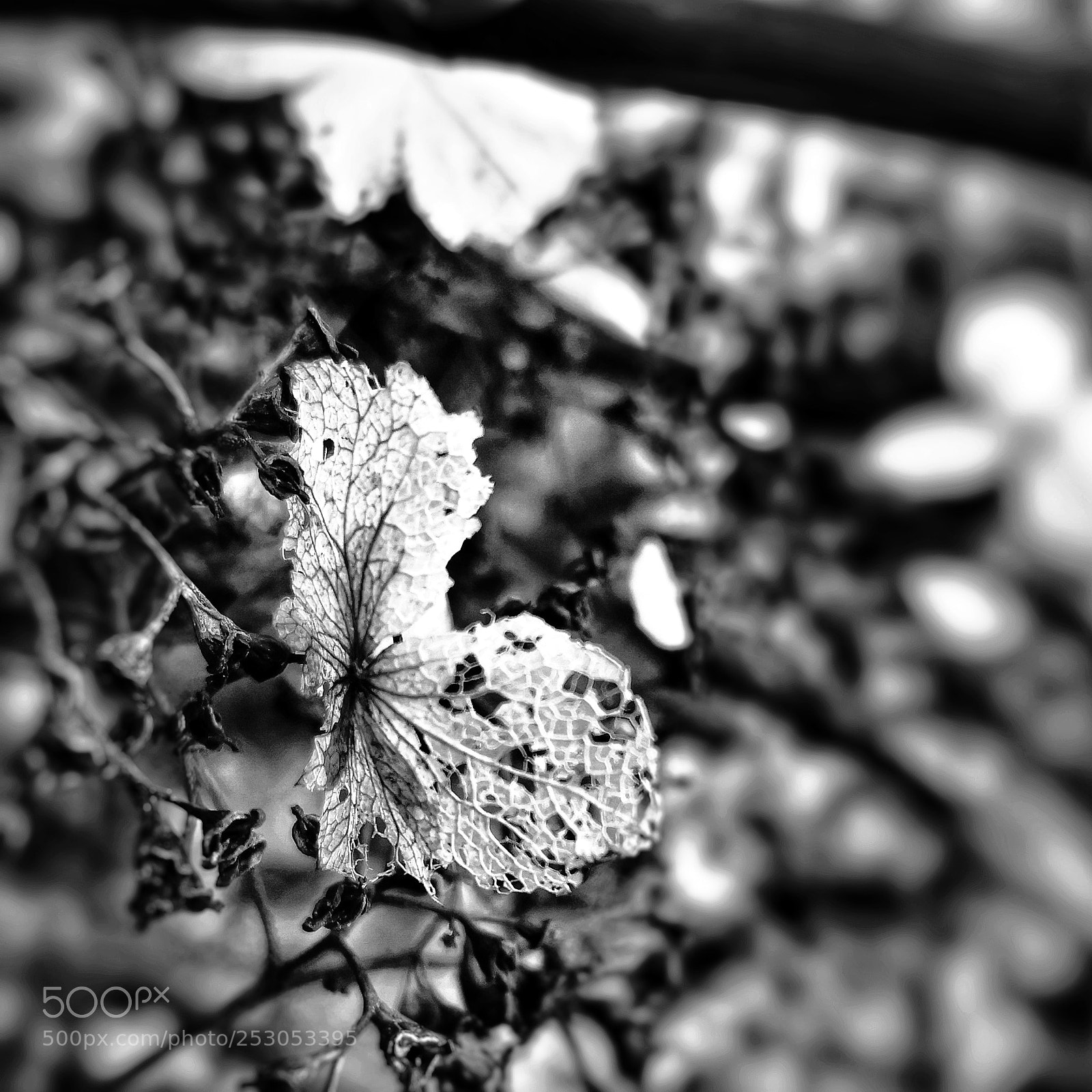 HUAWEI Mate 10 Pro sample photo. Natures lace photography