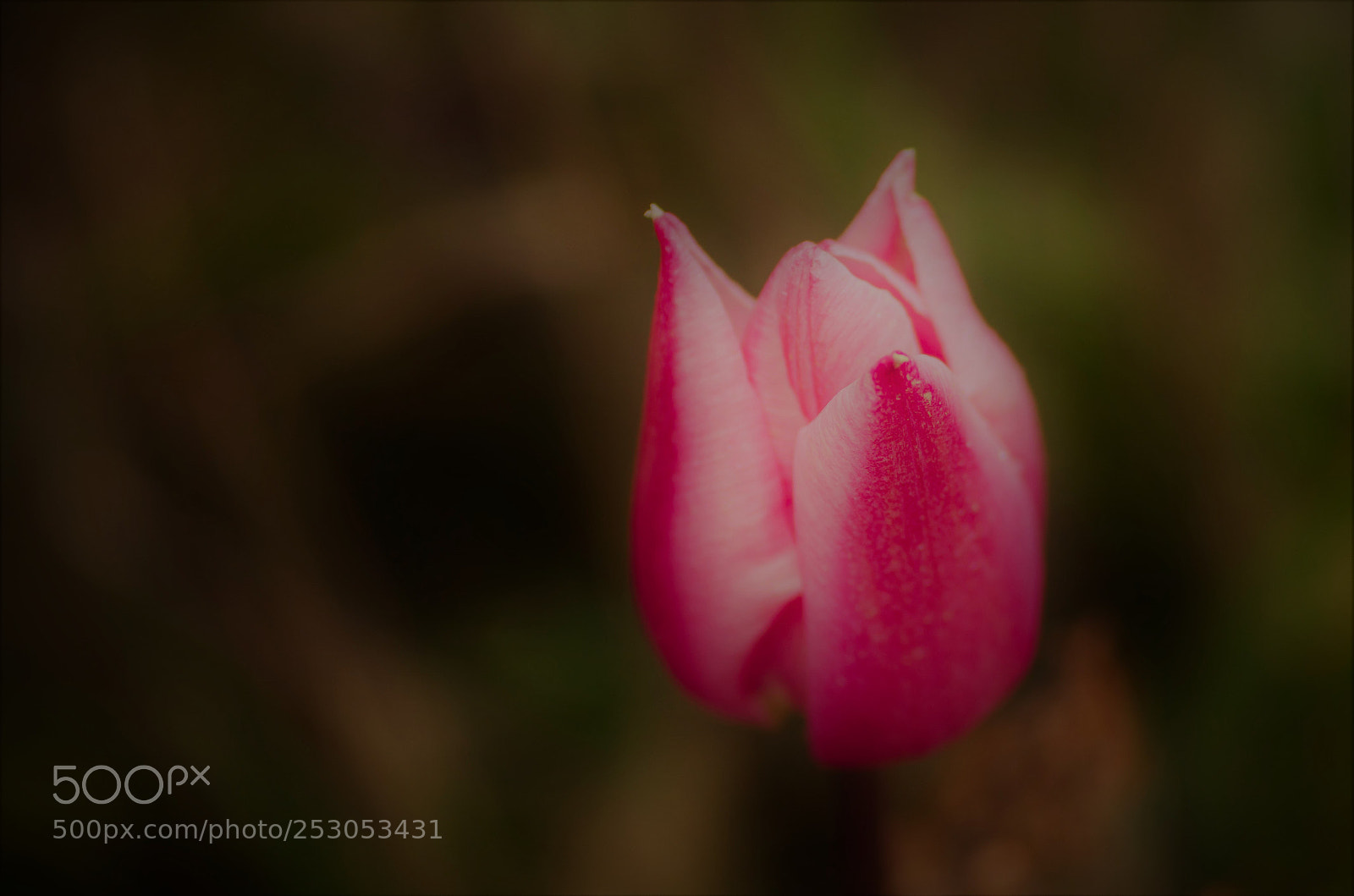 Nikon D7000 sample photo. Tulipe photography
