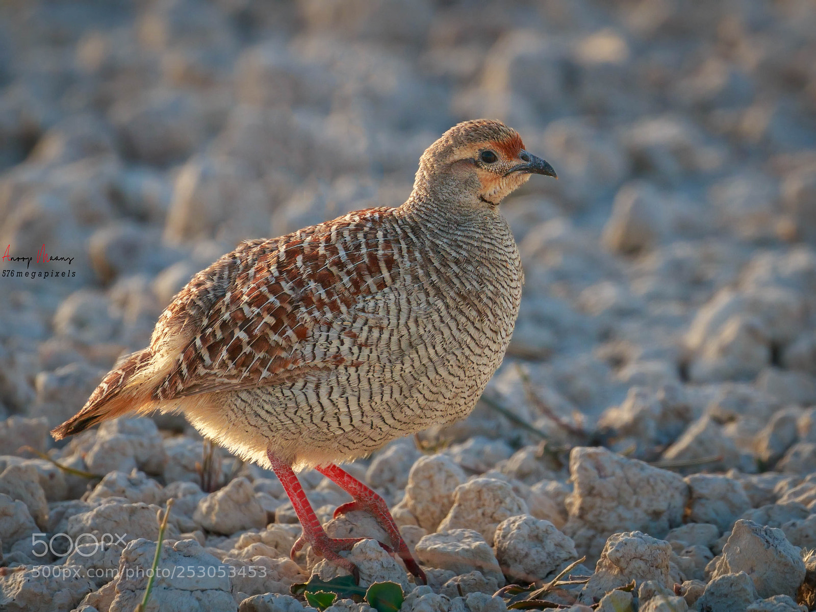 Canon EOS 70D sample photo. Grey francolin photography