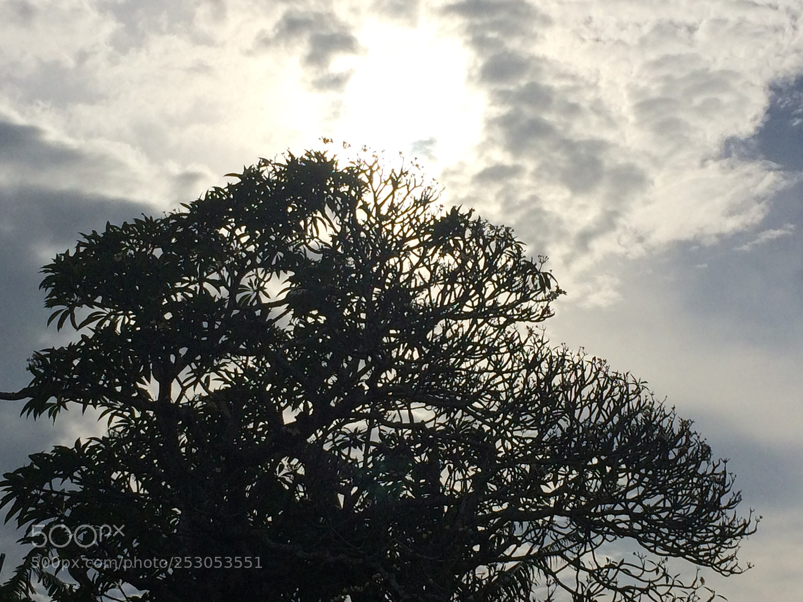 Apple iPhone 5s sample photo. Tree of life photography