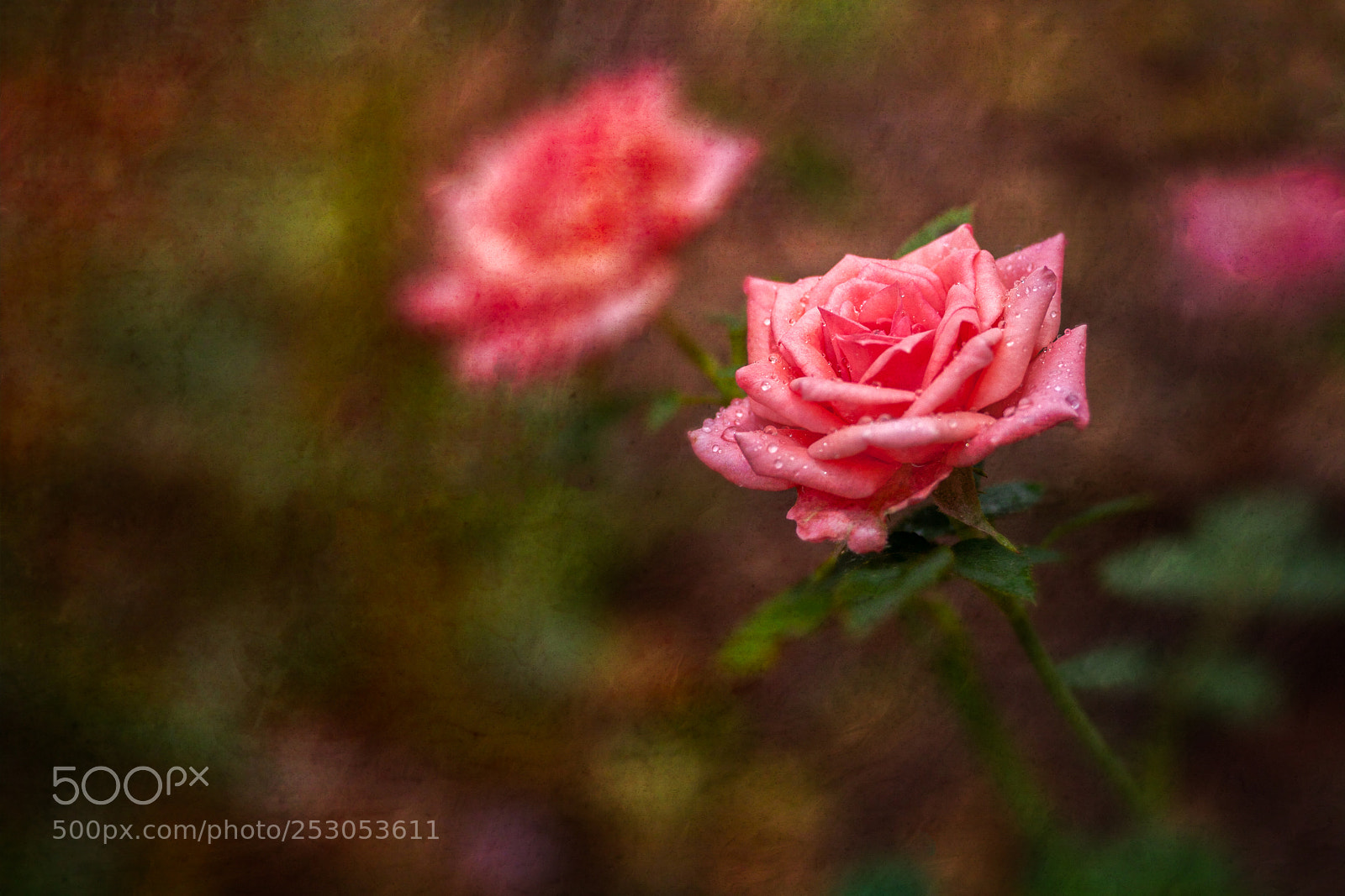 Canon EOS 40D sample photo. Rose garden photography