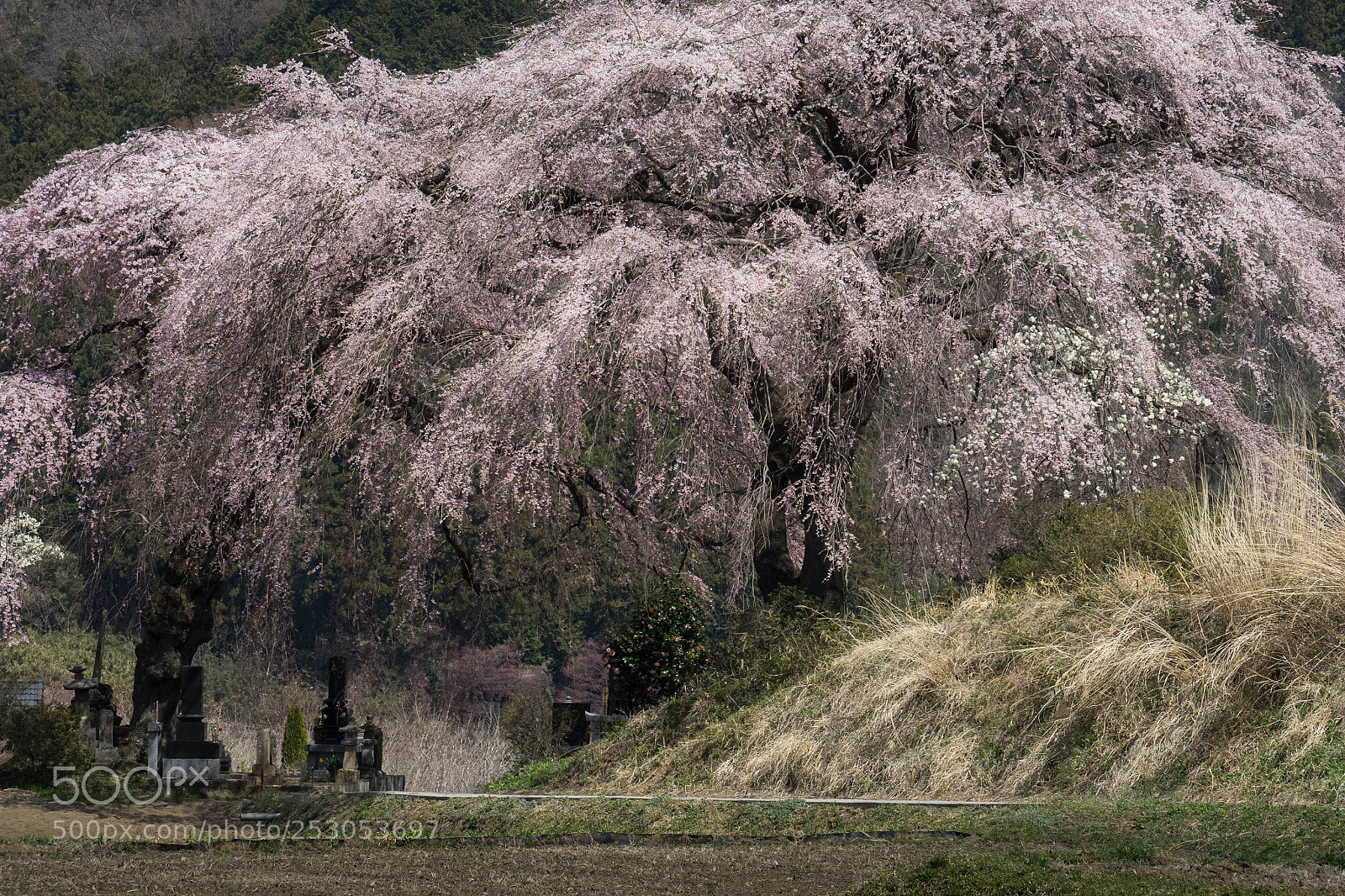 Sony a7 II sample photo. Cherry tree photography