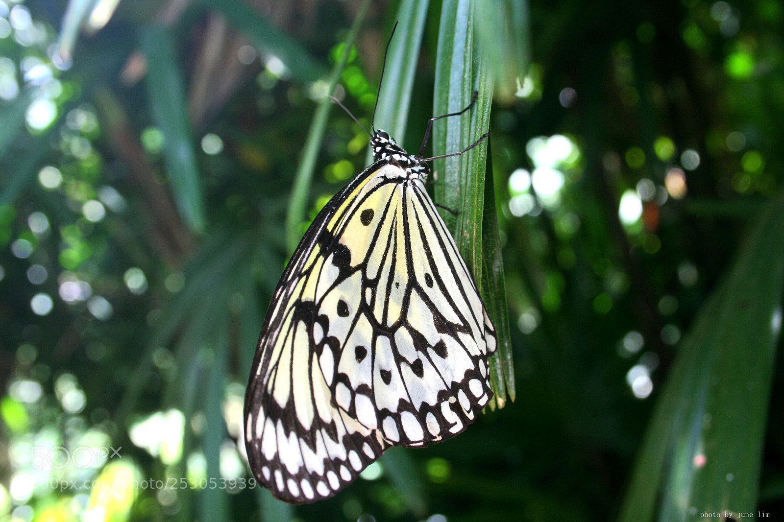 Canon EOS 350D (EOS Digital Rebel XT / EOS Kiss Digital N) sample photo. Butterfly on relax photography