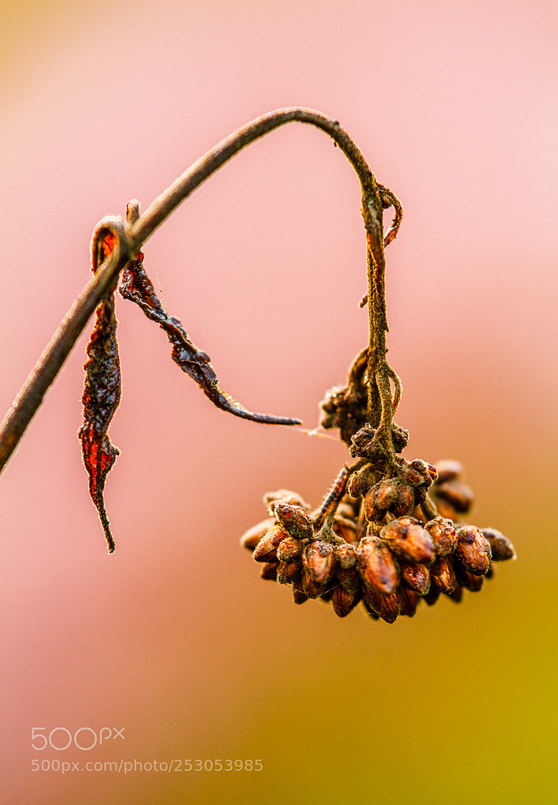 Canon EOS 7D sample photo. Nature photography