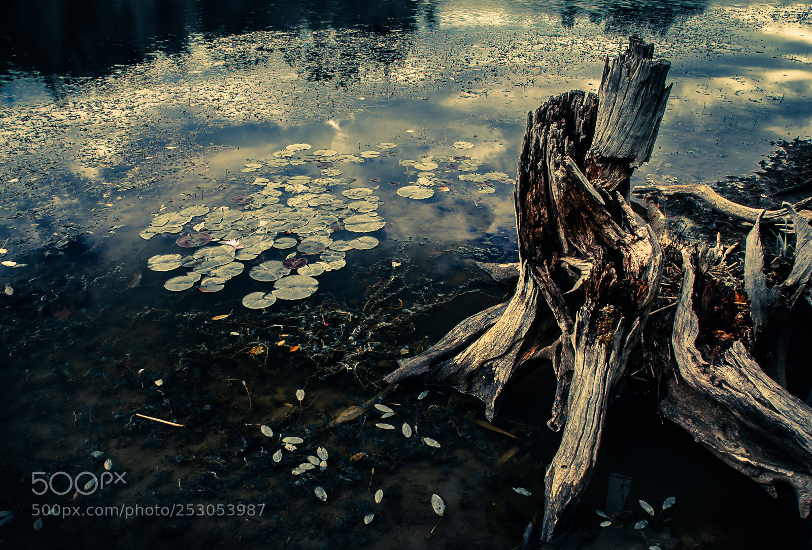 Nikon D300S sample photo. Nature photography