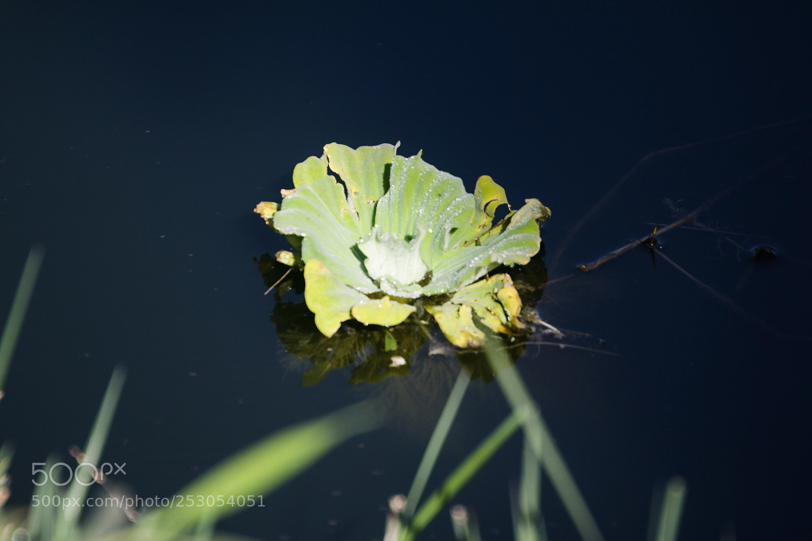 Canon EOS 70D sample photo. Nature  photography