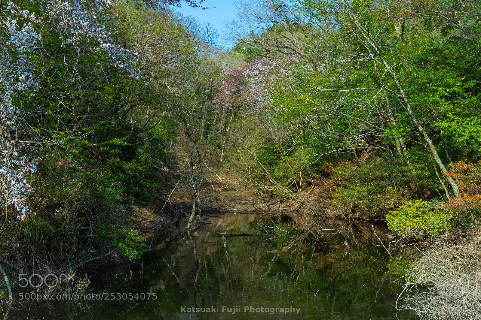 Olympus OM-D E-M10 sample photo. Spring swamp photography