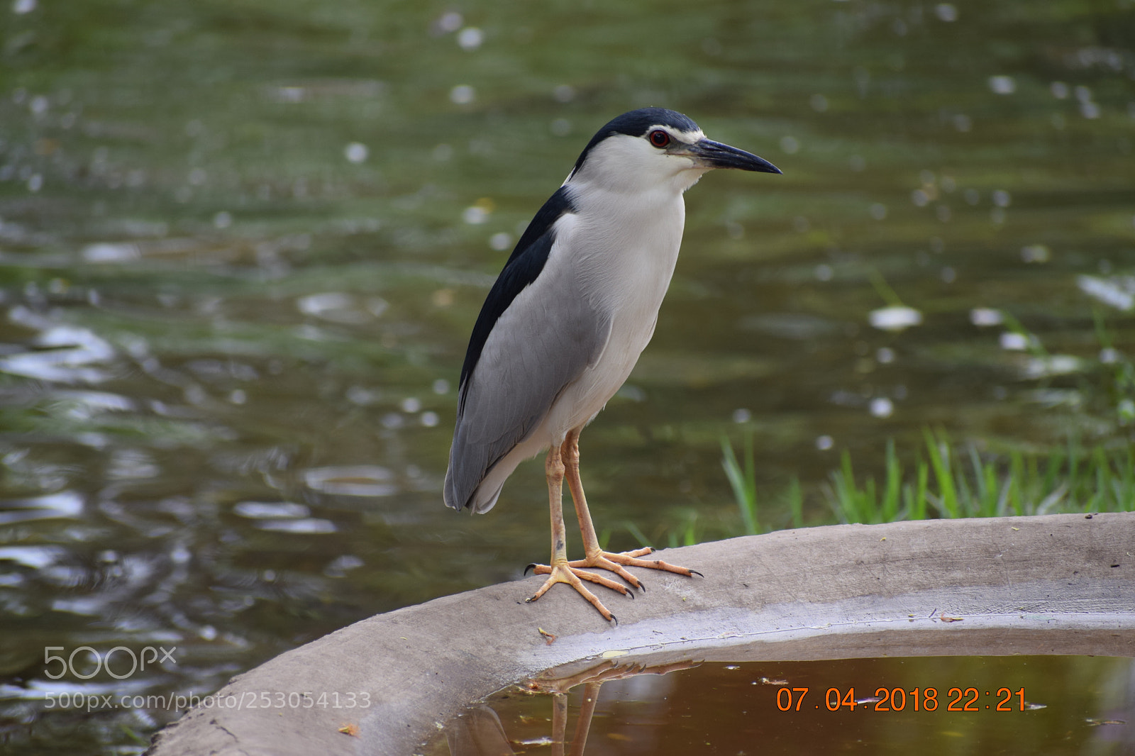 Nikon D3300 sample photo. Heron photography