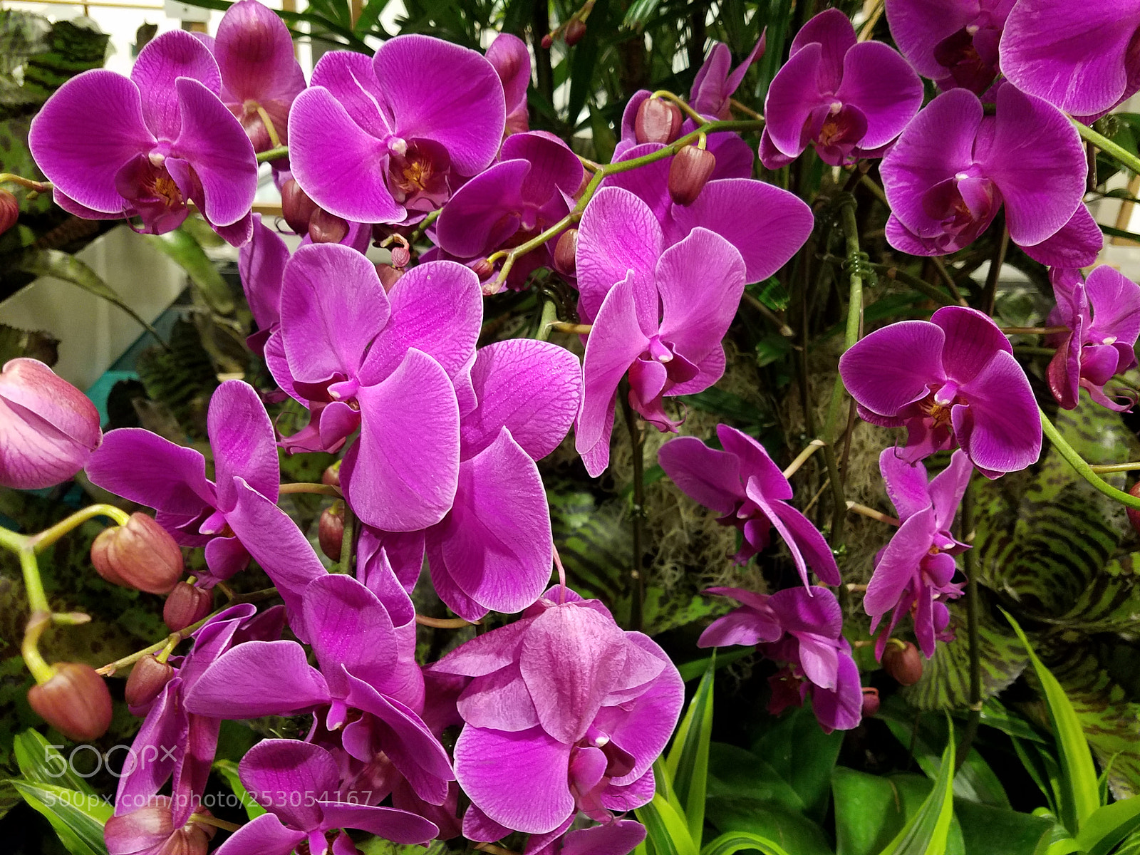 Samsung Galaxy S7 sample photo. Orchid flowers photography