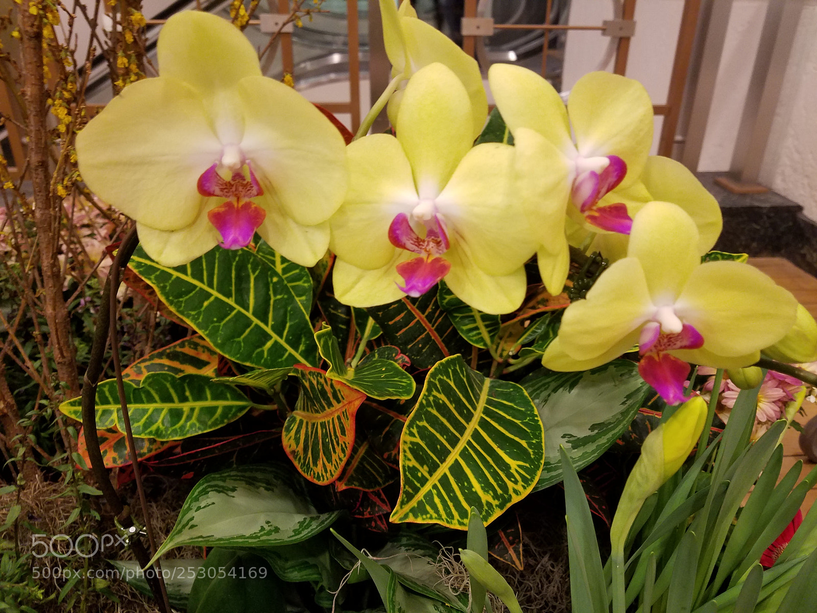 Samsung Galaxy S7 sample photo. Orchid flowers photography