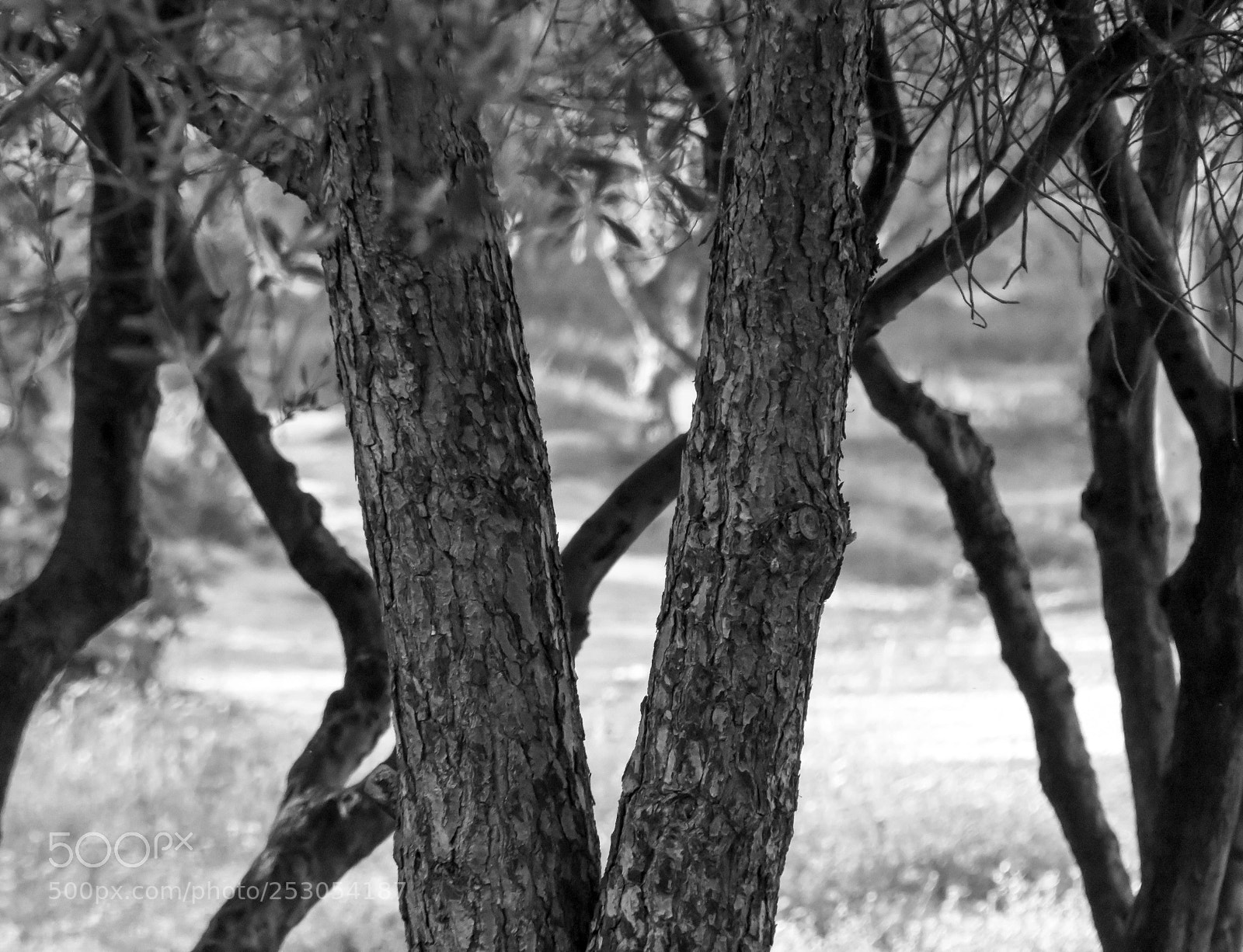Nikon D7200 sample photo. Trunks and grass photography