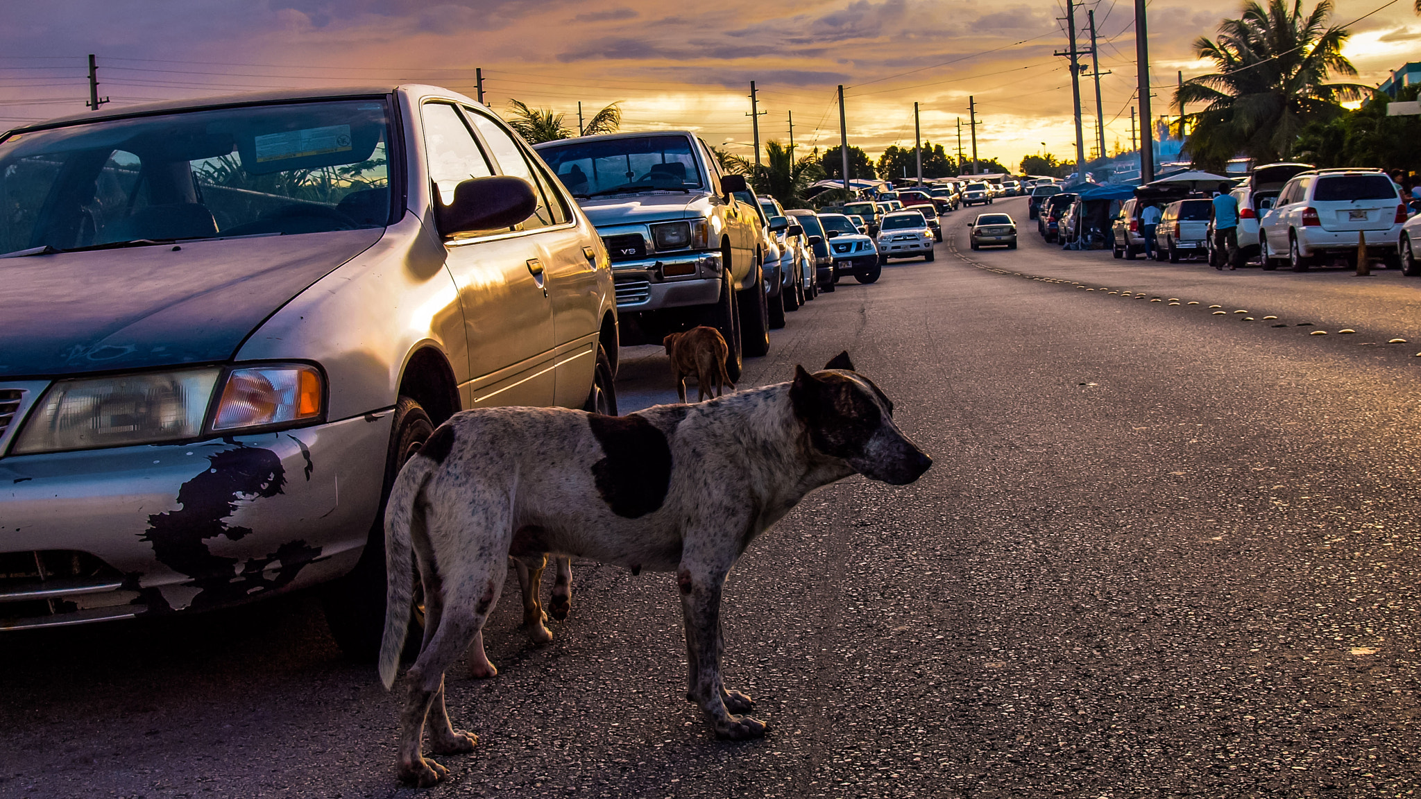 Olympus E-620 (EVOLT E-620) sample photo. Straydog photography