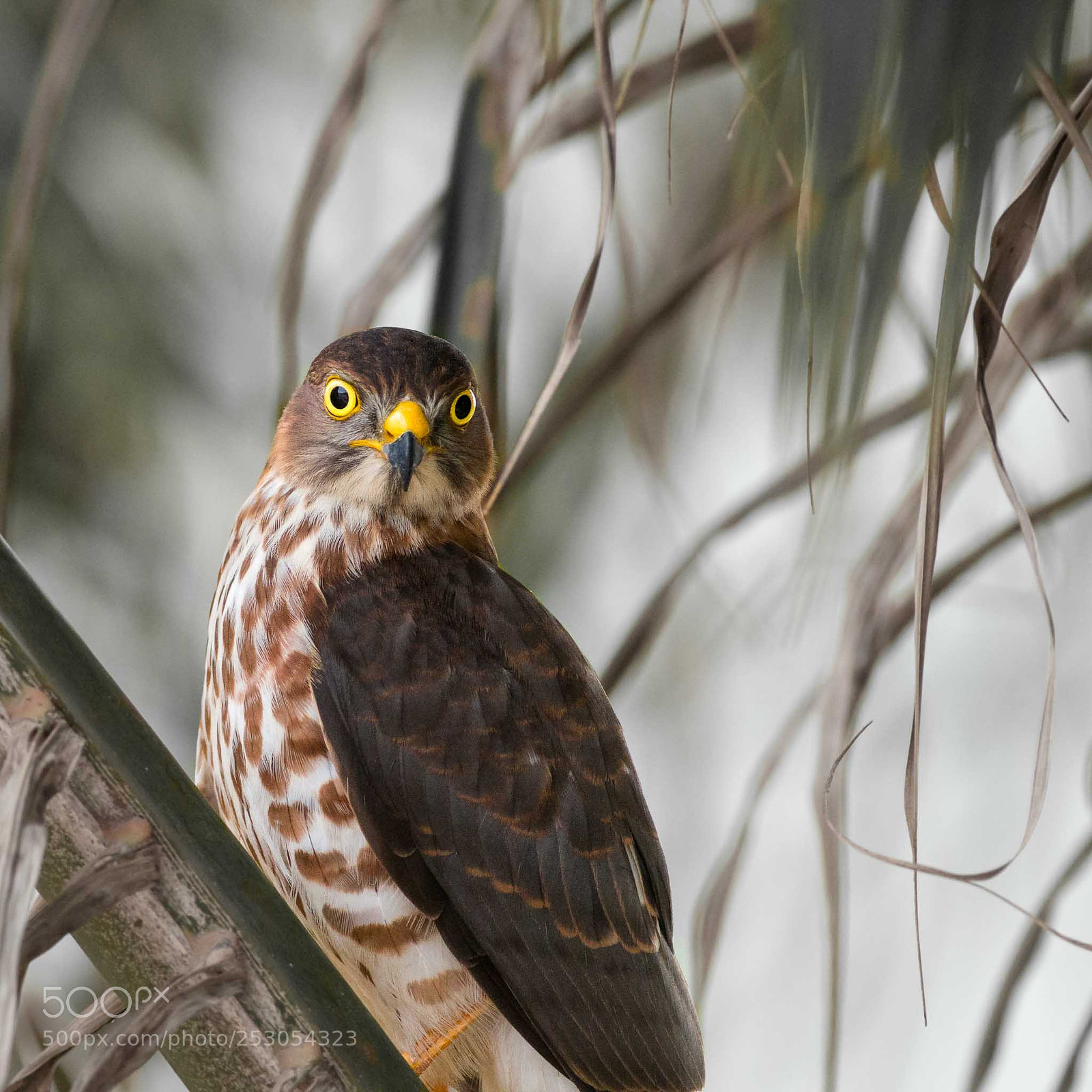 Canon EOS 70D sample photo. Hawk-eyed photography