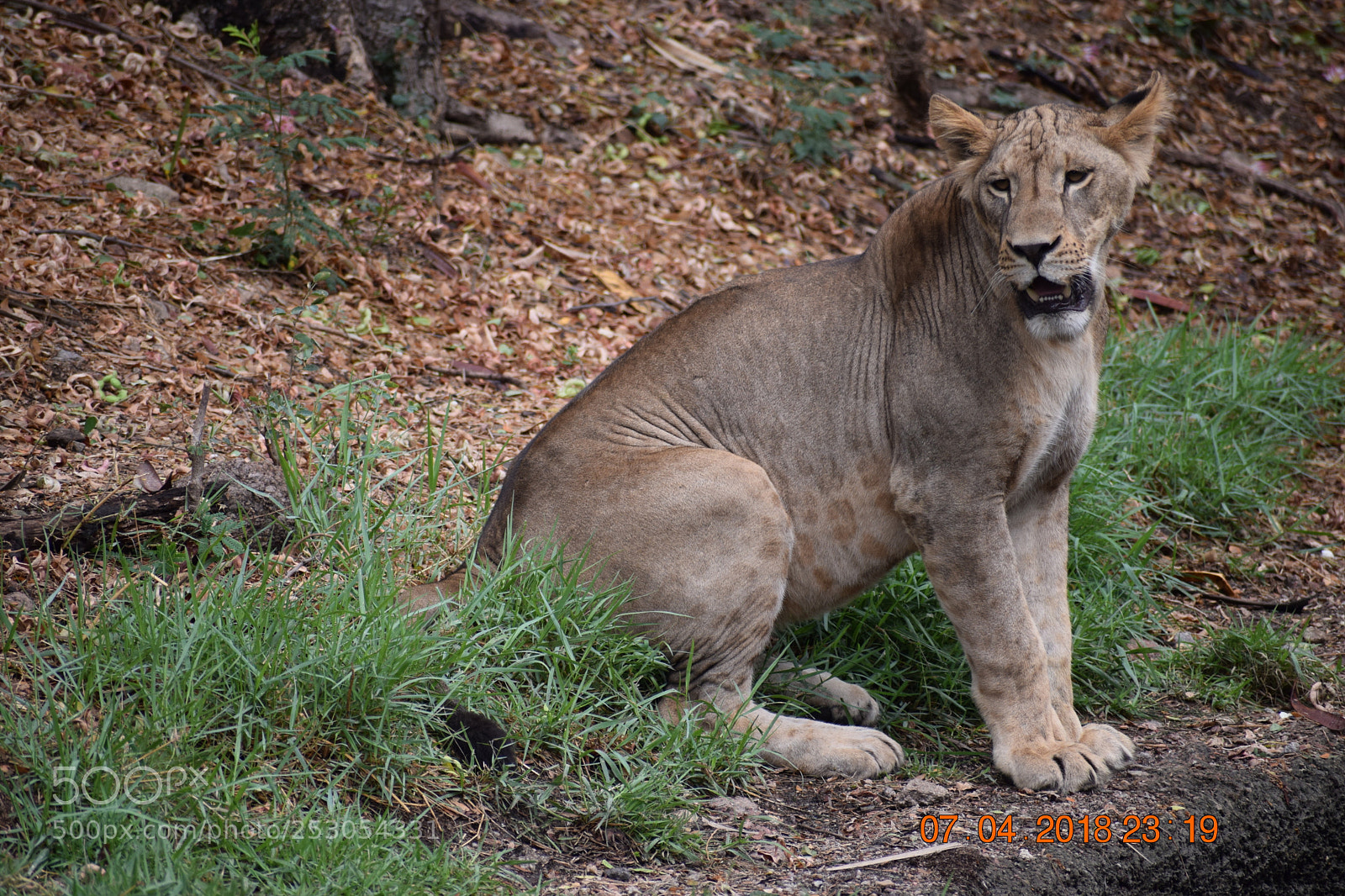 Nikon D3300 sample photo. Lioness photography