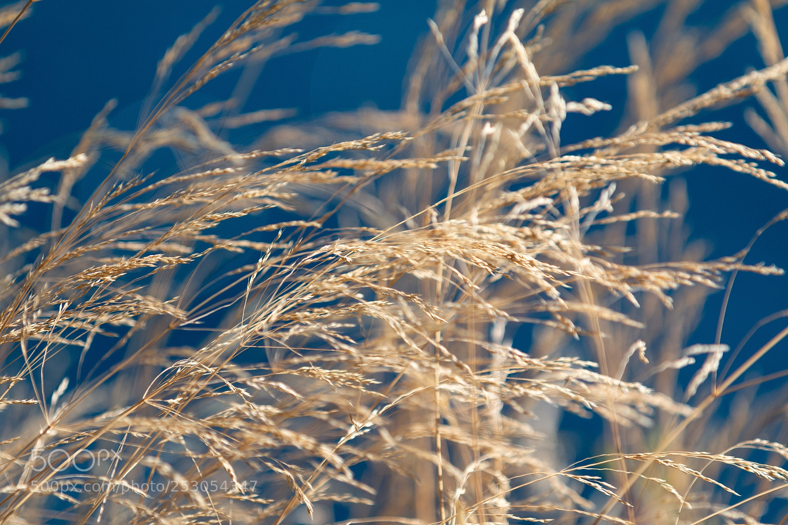 Canon EOS 70D sample photo. Bule nature photography