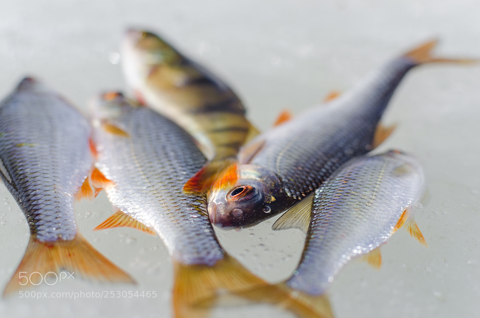 Nikon D7000 sample photo. Winter fishing from the photography