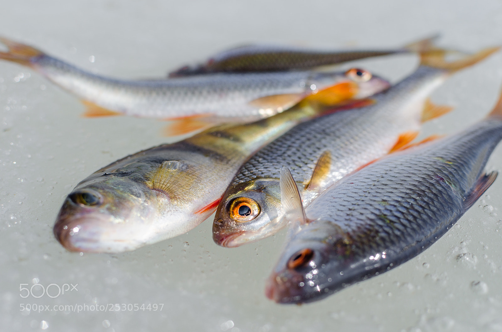 Nikon D7000 sample photo. Winter fishing from the photography