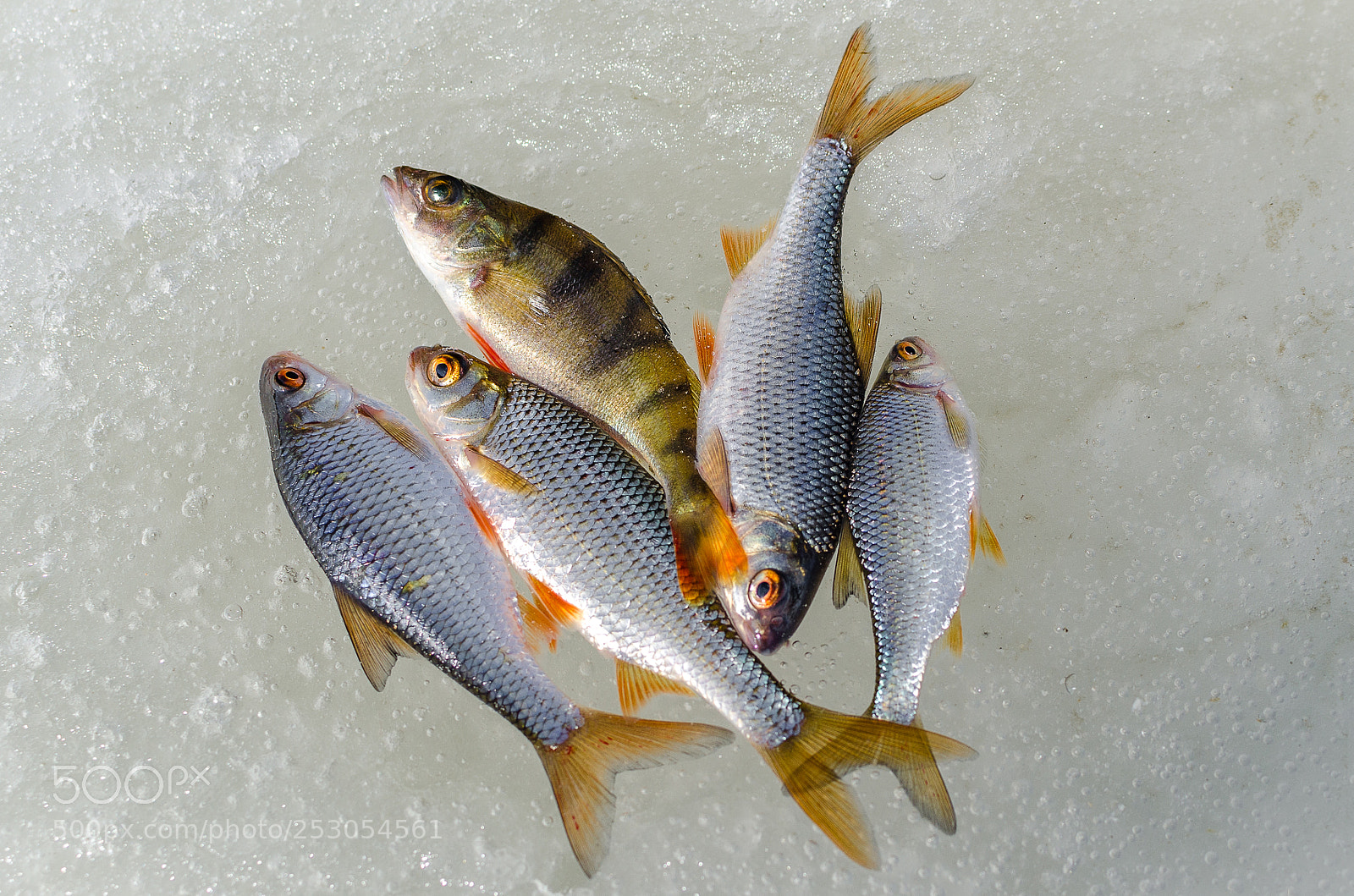 Nikon D7000 sample photo. Winter fishing from the photography