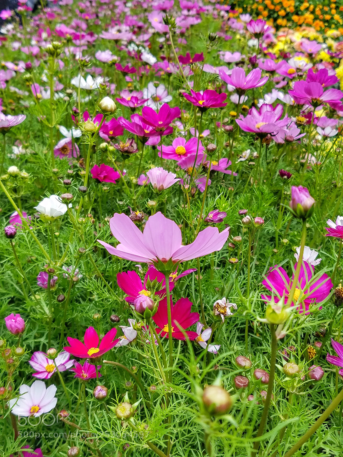 Samsung Galaxy S7 Edge sample photo. Flowers photography