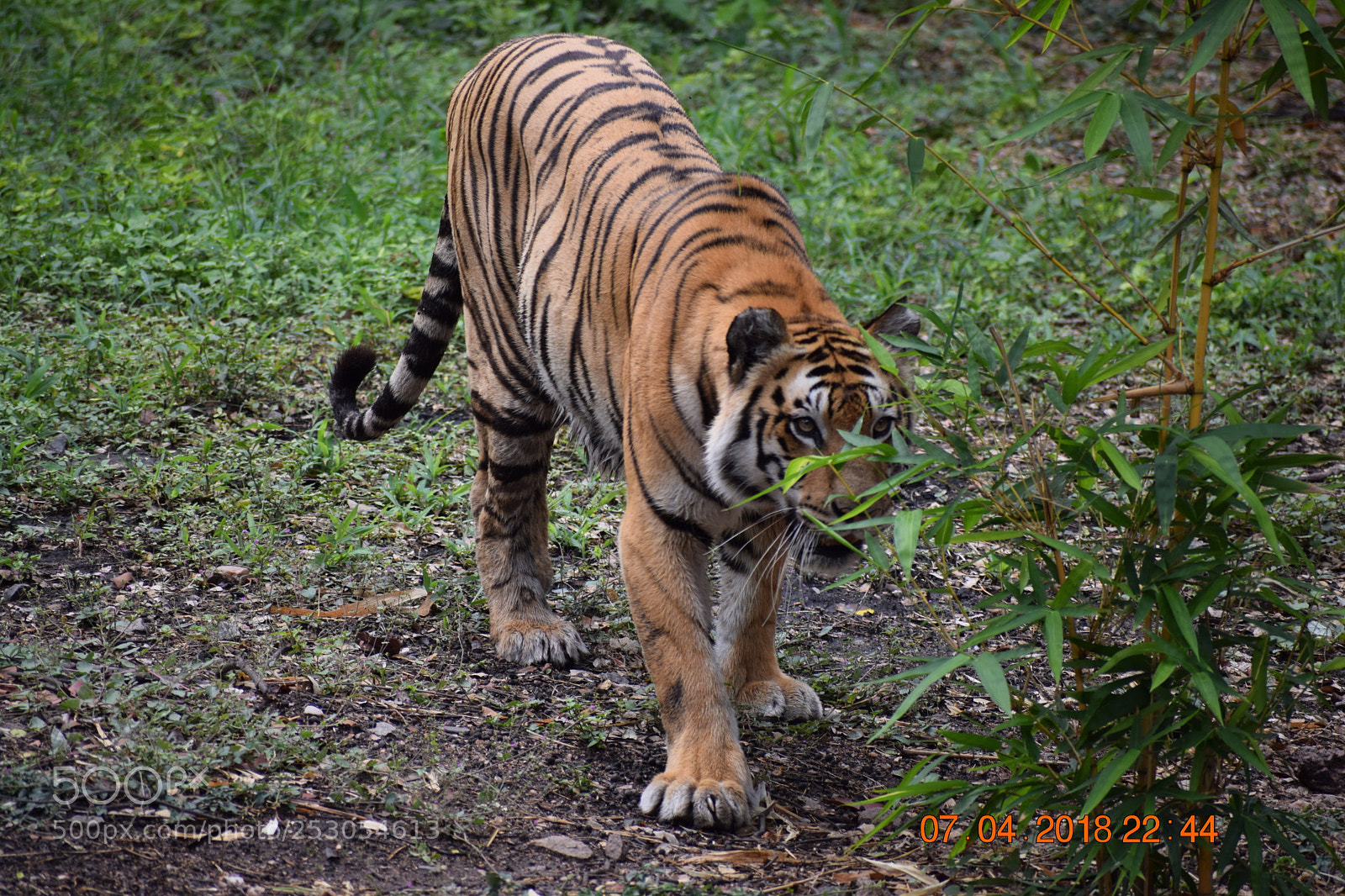 Nikon D3300 sample photo. Royal bengal tiger photography