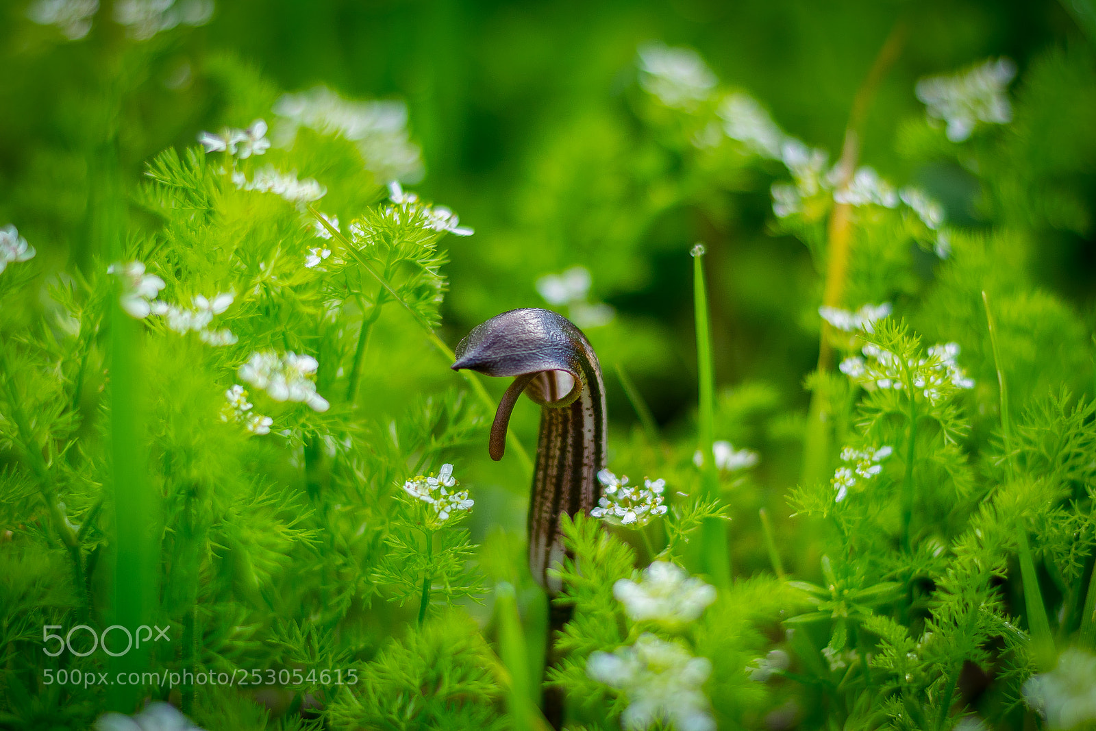 Nikon D5300 sample photo. Funny plant photography