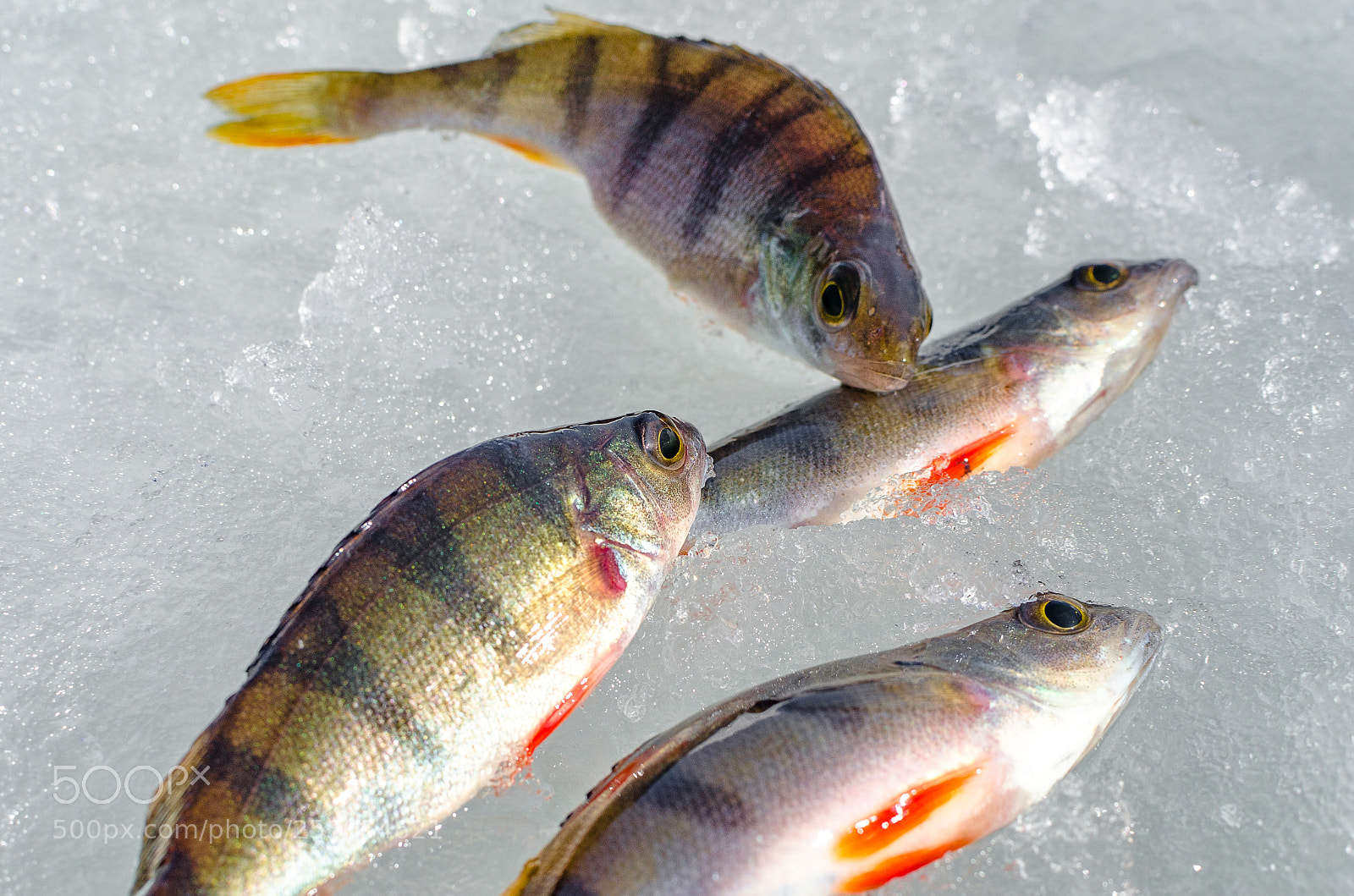 Nikon D7000 sample photo. Winter fishing from the photography